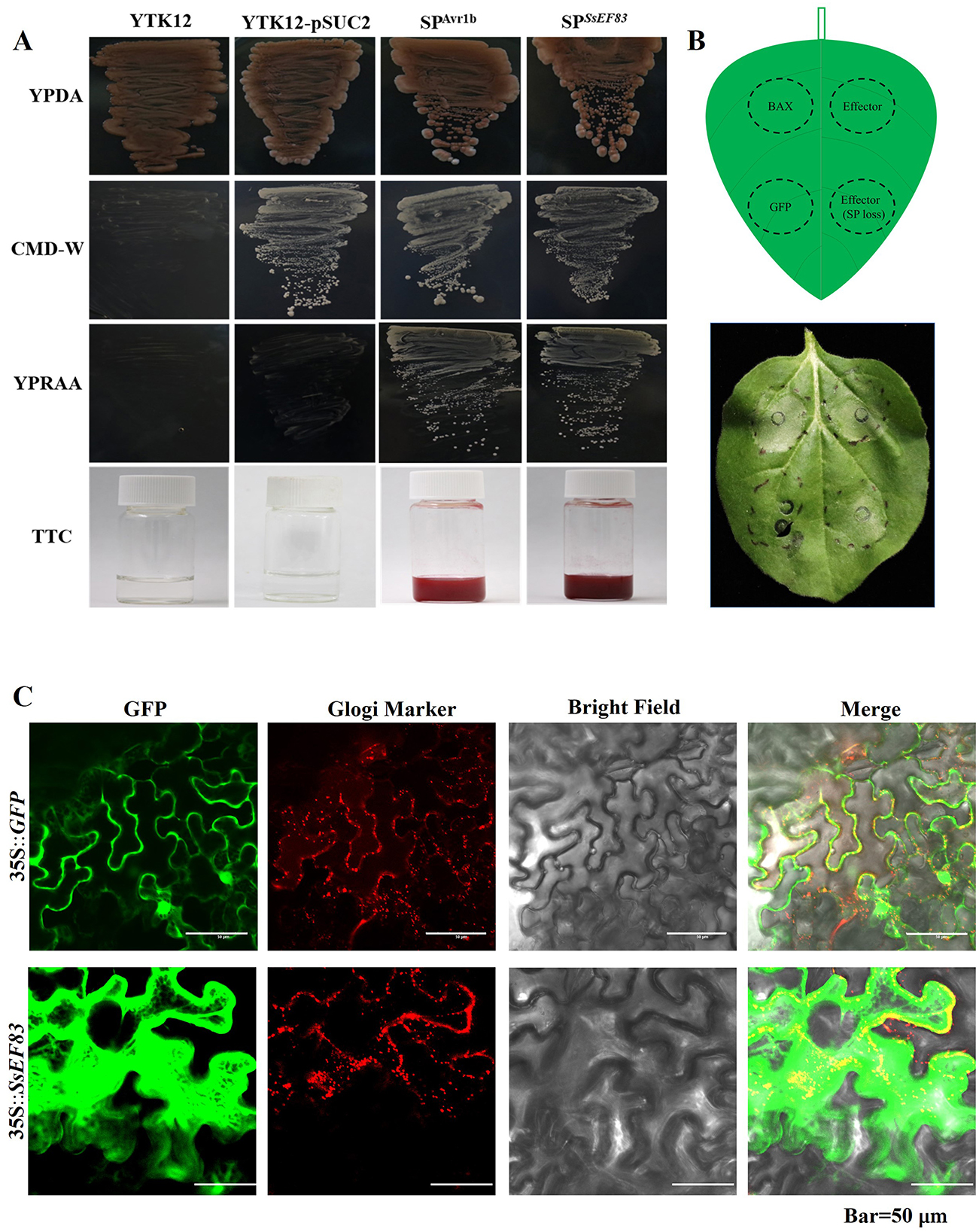 Composite image with three panels labeled A, B, and C. Panel A shows yeast growth on four different media types with varying appearances. Panel B includes a diagram and a photograph of a leaf with labeled sections. Panel C presents fluorescence microscopy images depicting green fluorescence protein, Golgi marker, and merged images of leaf cells, highlighting differences between constructs. Scale bars are provided for size reference.