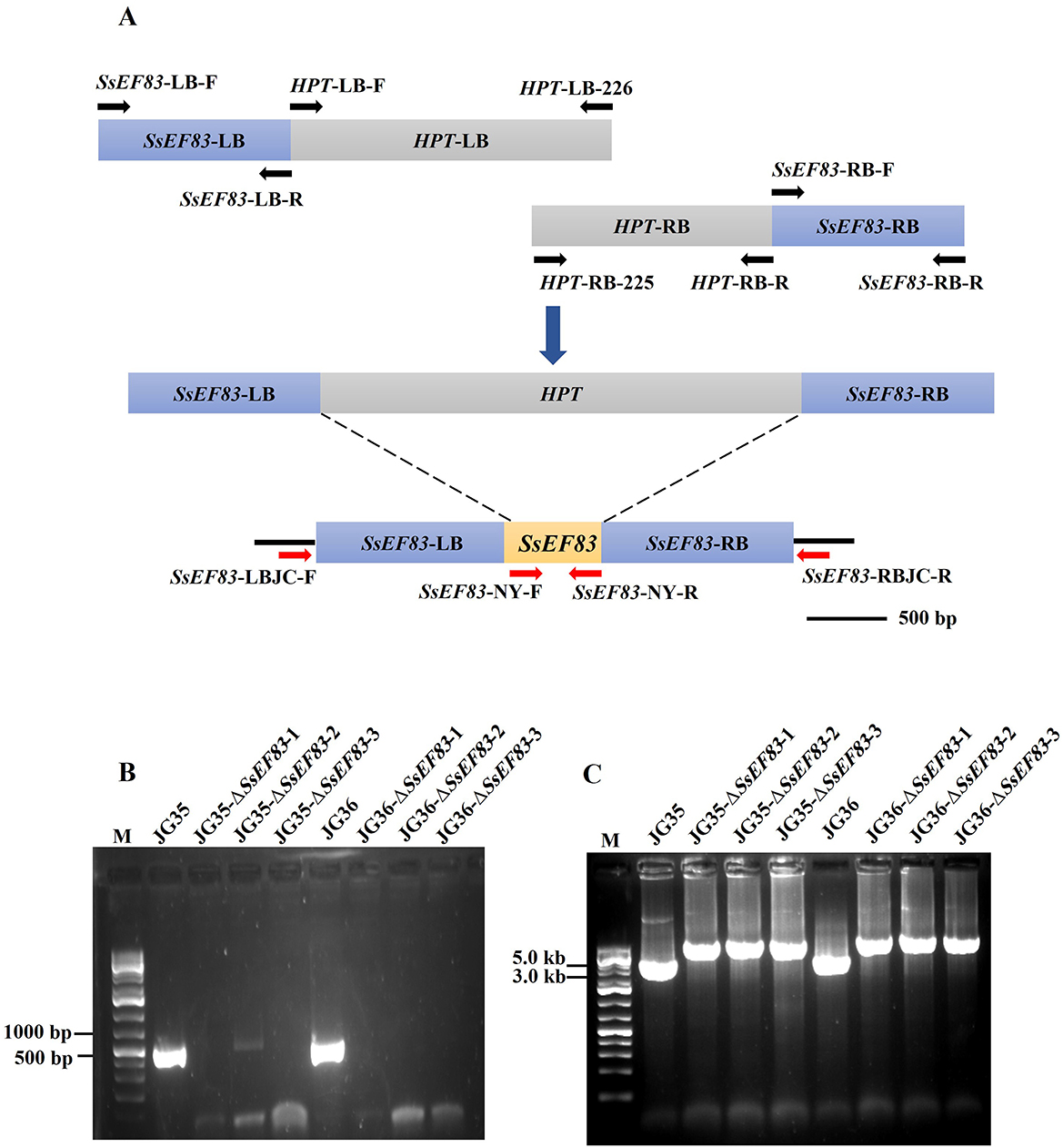 Diagram A shows the gene structure and primer locations for SsEF83 with specific primers labeled. Figures B and C depict gel electrophoresis results. Figure B shows DNA bands around 500 bp and 1000 bp, while Figure C displays bands at approximately 3.0 kb and 5.0 kb. Both gels include molecular weight markers (M) and various labeled lanes indicating different samples or constructs: JG35,JG35-ΔSsEF83-1, JG36, etc.