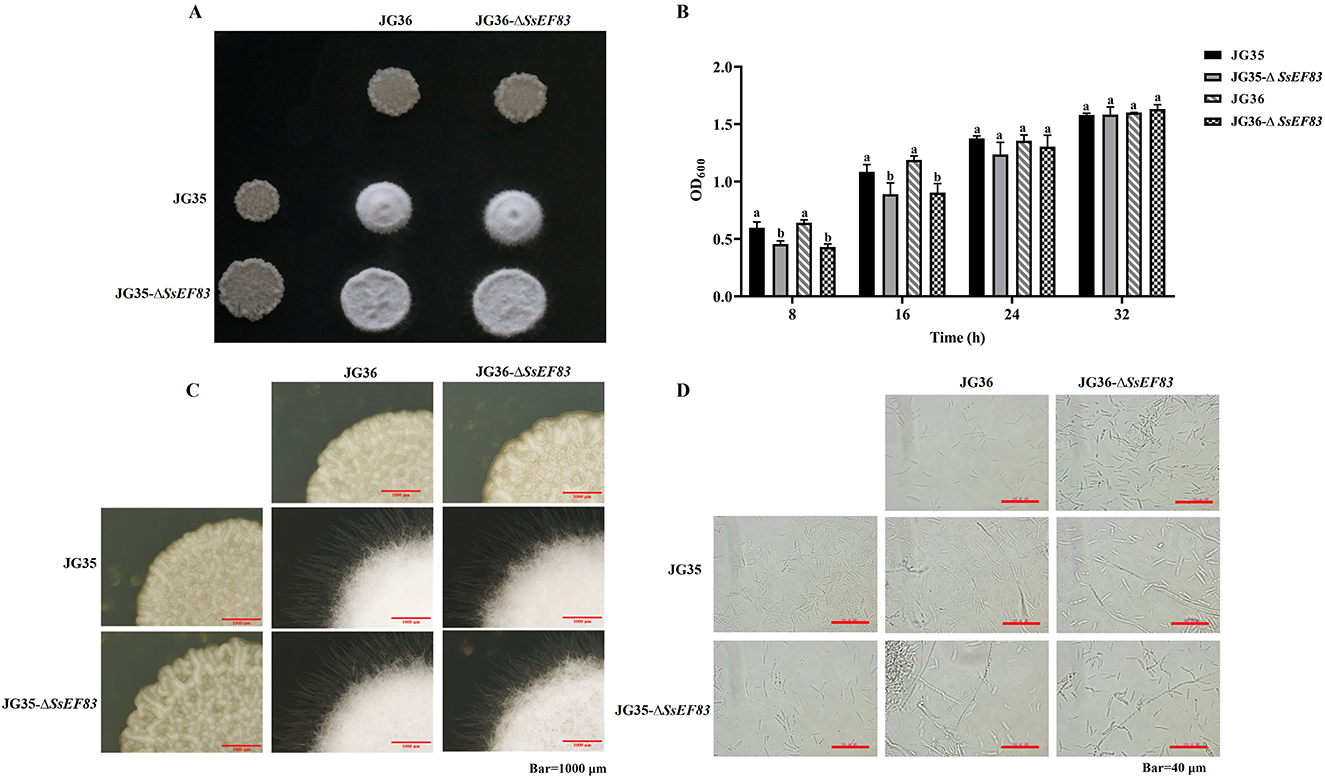Panel A shows different fungal colonies labeled JG35, JG36, and JG36-ΔSsEF83, with JG35-ΔSsEF83 as control. Panel B is a bar graph comparing OD600 readings over time among these fungi. Panel C displays microscopic images of fungal growth from top view. Panel D shows cellular structures under high magnification. Red scale bars indicate magnification scale.