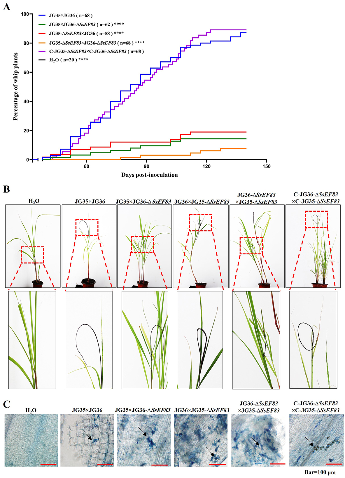 Figure A shows a line graph depicting the percentage of whip plants over 150 days post-inoculation, with different treatment lines in various colors. Figure B displays images of plants with different treatments, highlighting variations in plant growth with zoomed sections. Figure C includes microscopic images showing cellular structures with different treatments, highlighted by arrows, and a scale bar of 100 micrometers.