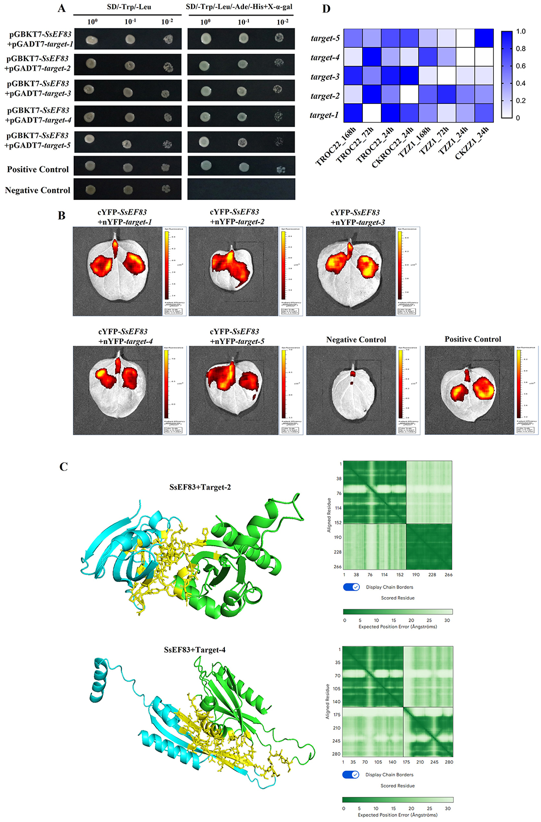 The image consists of four panels labeled A, B, C, and D. Panel A shows results of a yeast two-hybrid assay with ten sets of yeast cultures and controls, demonstrating varying growth on selective media. Panel B displays thermal imaging scans of different experimental interactions including controls. Panel C presents 3D structural models and heatmaps for interactions between SsEF83 and target proteins 2 and 4, highlighting interacting regions. Panel D is a heatmap, showing interaction strength between various targets and multiple protein conditions, where intensity varies from light to dark blue.