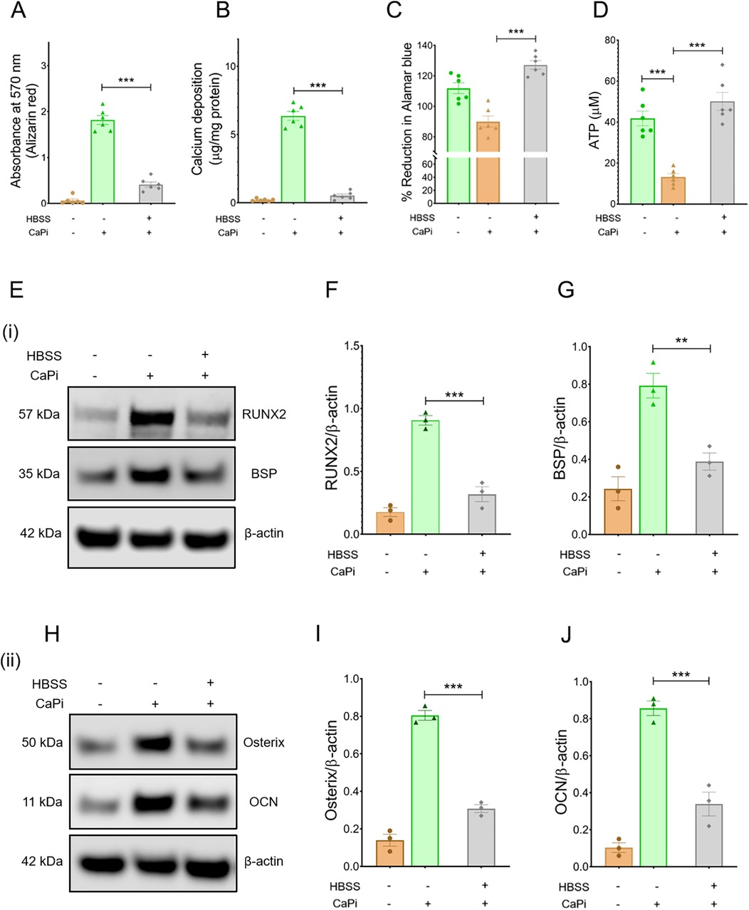 Bar graphs and Western blots illustrate the effects of HBSS and CaPi on various cellular markers. Graphs A and B show significant increases in absorbance and calcium deposition with CaPi. Graphs C and D demonstrate enhanced Alamar blue reduction and ATP levels. Western blots E(i) and H(ii) display protein bands for RUNX2, BSP, Osterix, and OCN, compared with β-actin. Graphs F, G, I, and J quantify these protein expressions, indicating significant upregulation with treatments. Statistical significance is marked with asterisks.