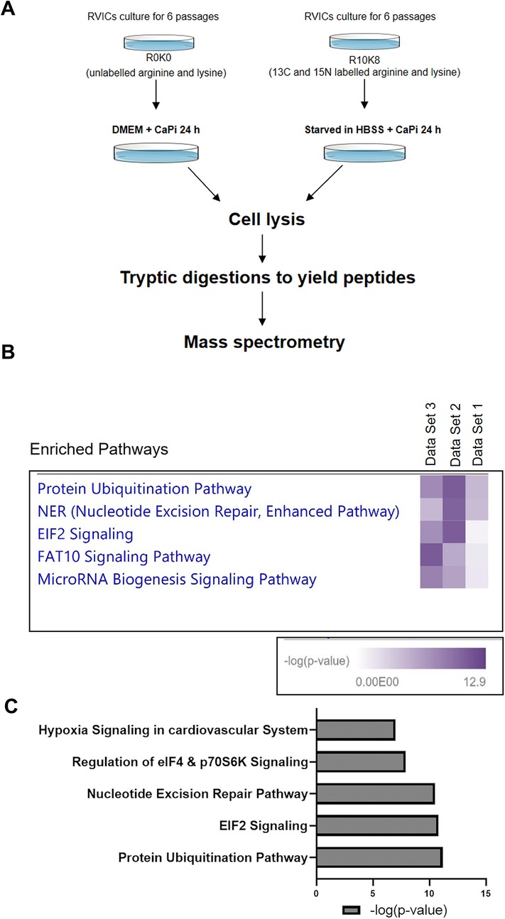 Flowchart (A) shows the process for culturing RVICs with labeled and unlabeled arginine and lysine, followed by mass spectrometry. Heatmap (B) displays enriched pathways: Protein Ubiquitination, NER, EIF2, FAT10, and MicroRNA Biogenesis. Bar graph (C) ranks pathways by significance, including Hypoxia, eIF4 & p70S6K, Nucleotide Excision Repair, EIF2, and Protein Ubiquitination, indicating their -log(p-value).