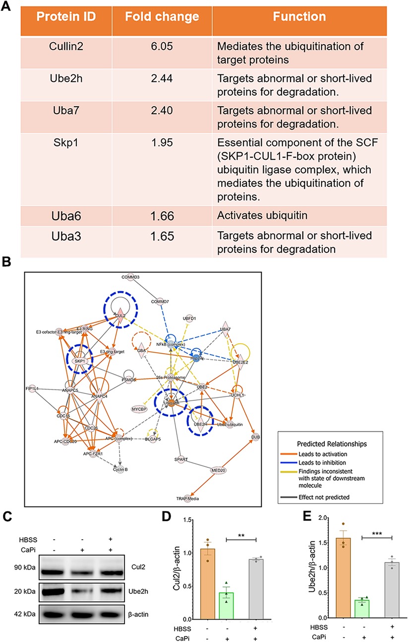 Panel A shows a table listing proteins involved in ubiquitination, including Cullin2 with a fold change of 6.05, Ube2h, Uba7, Skp1, Uba6, and Uba3, each with their respective functions. Panel B is a network diagram illustrating predicted relationships between proteins with arrows indicating activation or inhibition. Panel C presents Western blot results for Cul2 and Ube2h with beta-actin as a control. Panels D and E display bar graphs showing Cul2 and Ube2h expression levels under different conditions, indicated by statistical significance markers.