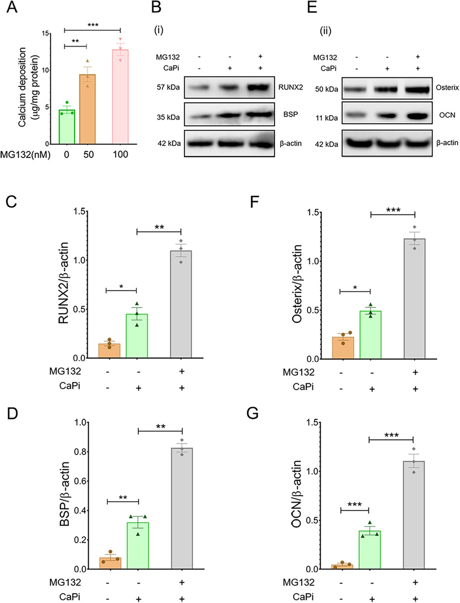 Bar graph and western blot analysis show the effect of MG132 on calcium deposition and protein expression in the presence of CaPi. Panel A shows calcium deposition increasing with MG132 concentration. Panels B(i) and E(ii) display western blots for RUNX2, BSP, Osterix, and OCN, with β-actin as a control. Graphs C, D, F, and G present quantitative analysis of protein levels, indicating significant increases with MG132 treatment. Statistical significance is marked by asterisks, denoting levels of confidence.