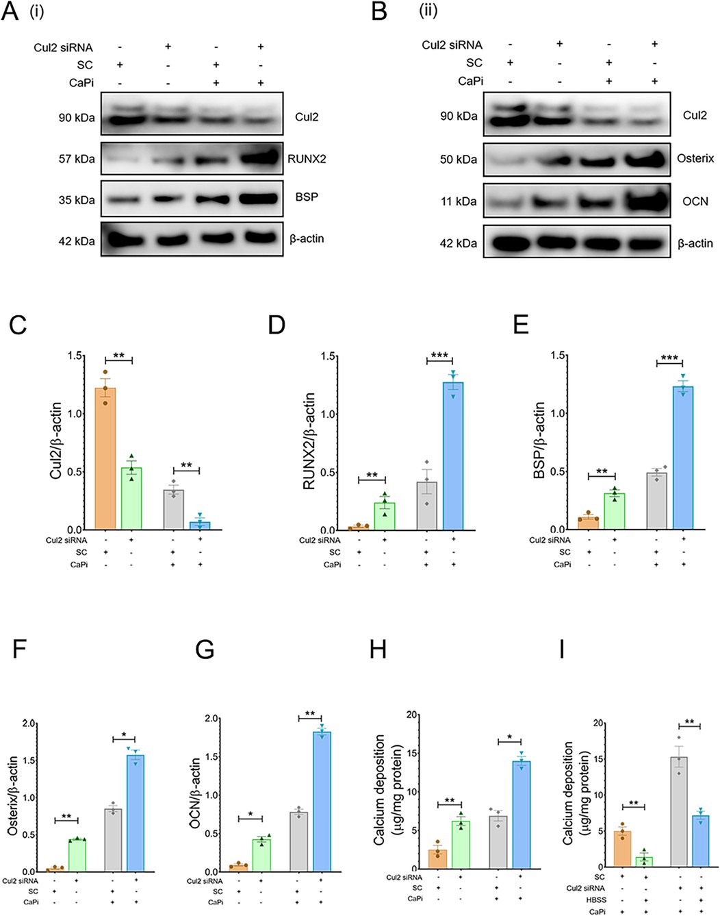 Panels A and B show immunoblot analyses of protein expression levels with different treatments, including Cul2 siRNA and CaPi. Panels C through I display bar graphs quantifying the relative expression of proteins like Cul2, RUNX2, BSP, Osterix, and OCN, along with calcium deposition under various conditions. Statistical significance is indicated by asterisks.