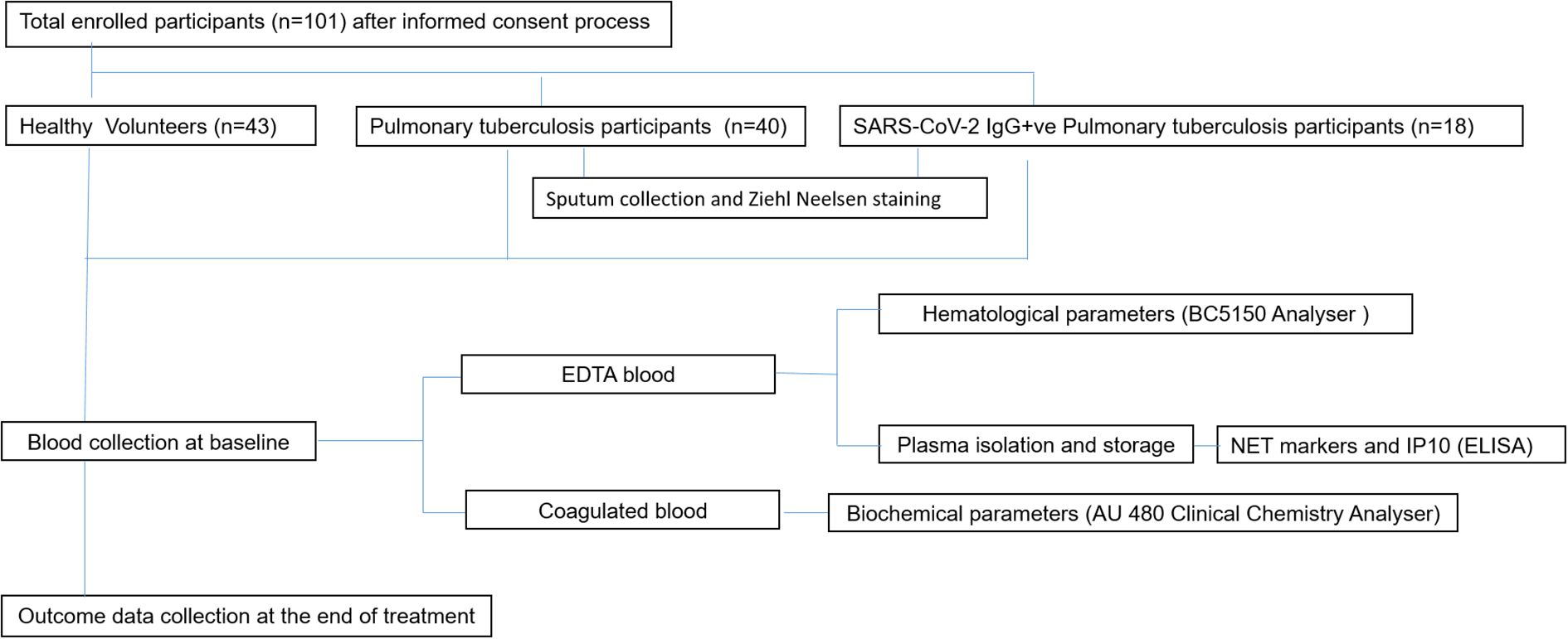 Flowchart detailing a study with 101 participants. Divided into healthy volunteers (43), pulmonary tuberculosis participants (40), and SARS-CoV-2 IgG+ve pulmonary tuberculosis participants (18). It includes procedures like sputum collection, Ziehl Neelsen staining, blood collection, and analysis of hematological and biochemical parameters. The flow concludes with outcome data collection at treatment end.