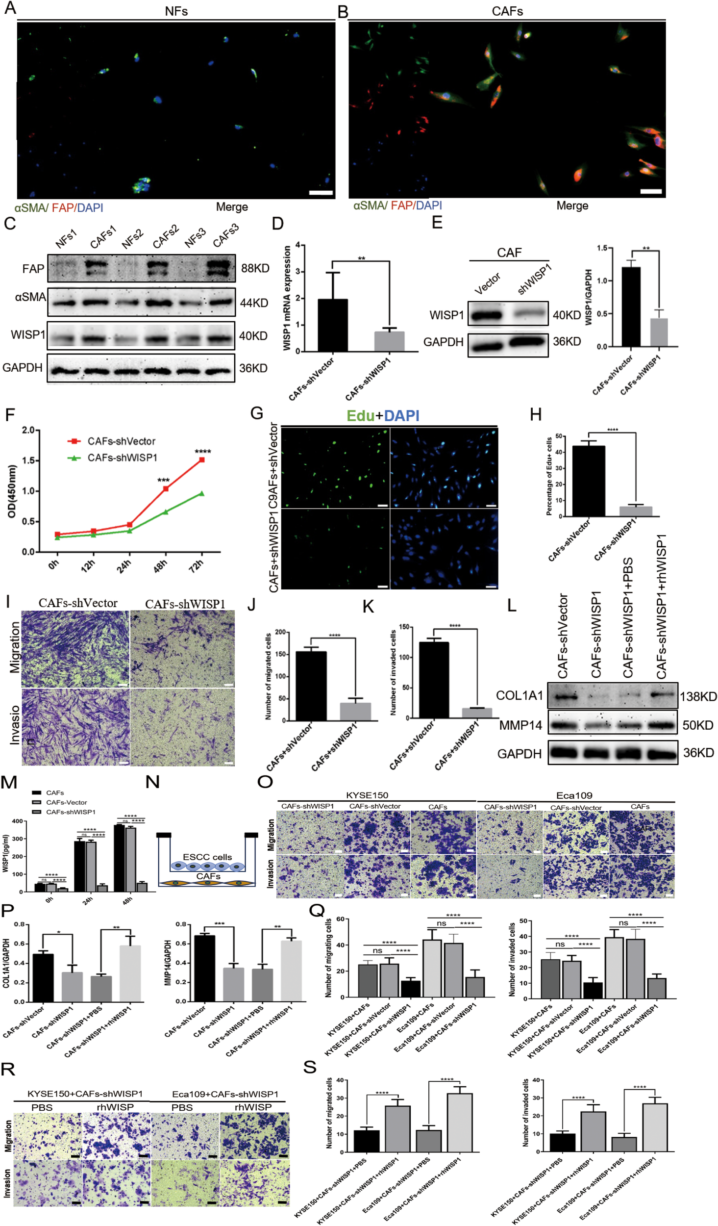 Fluorescence images and graphs show experimental results on normal fibroblasts (NFs) and cancer-associated fibroblasts (CAFs), highlighting differences in expression of markers like αSMA, FAP, and WISP1. Western blot analysis displays protein expressions, and quantitative graphs illustrate WISP1 mRNA levels, cell proliferation, migration, and invasion assays. Additional graphs and images present data on the effects of manipulating WISP1 in CAFs on cancer cell interaction, with statistical significance indicated by asterisks.