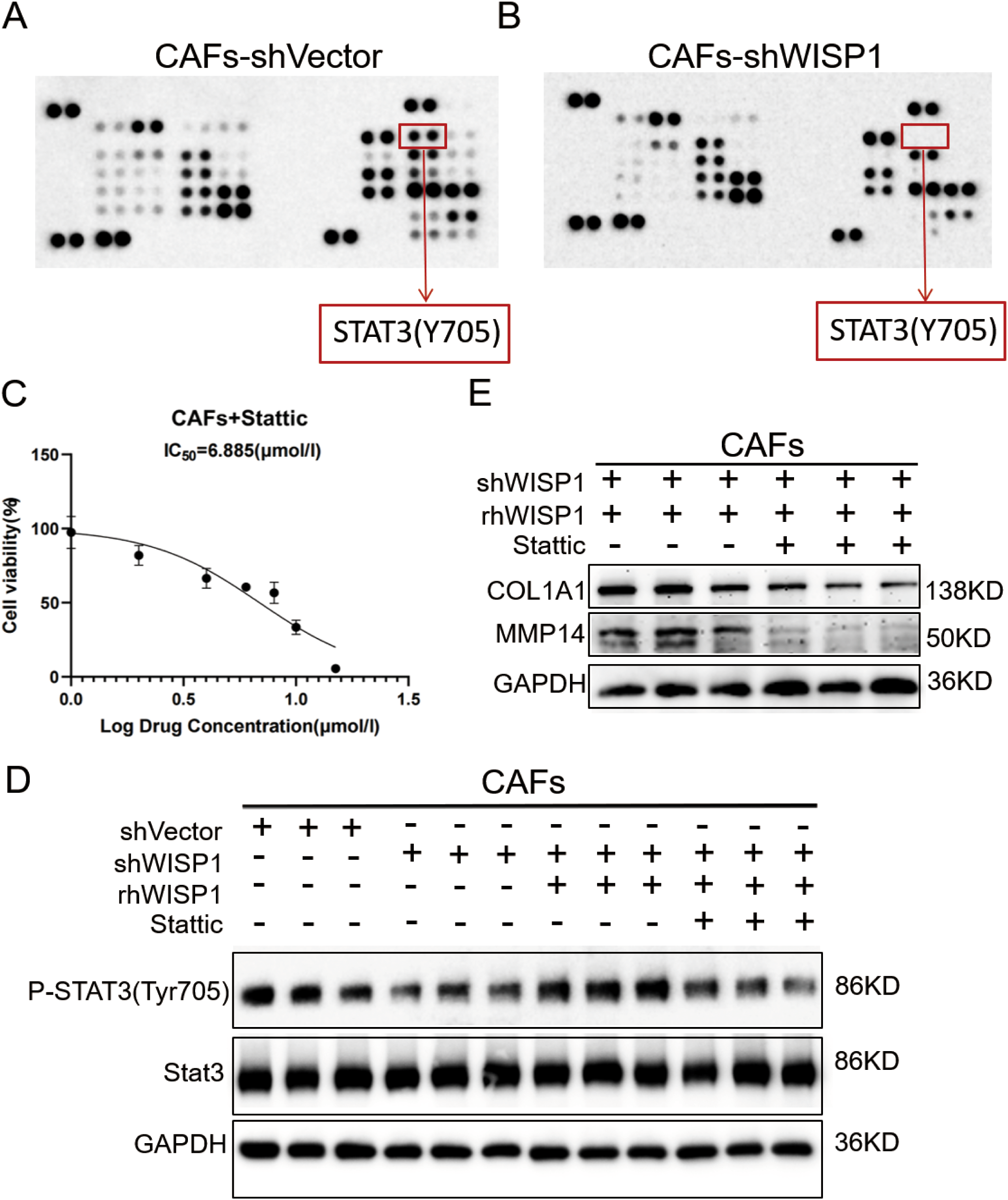 Panels A and B display dot blots showing the expression of STAT3 (Y705) in CAFs-shVector and CAFs-shWISP1, respectively. Panel C is a graph showing cell viability against drug concentration for CAFs treated with Stattic, with an IC₅₀ value of 6.885 micromolar. Panel D presents Western blots illustrating expression levels of P-STAT3 (Tyr705), STAT3, and GAPDH in variously treated CAFs. Panel E shows Western blots for COL1A1, MMP14, and GAPDH under different conditions of shWISP1, rhWISP1, and Stattic treatment.