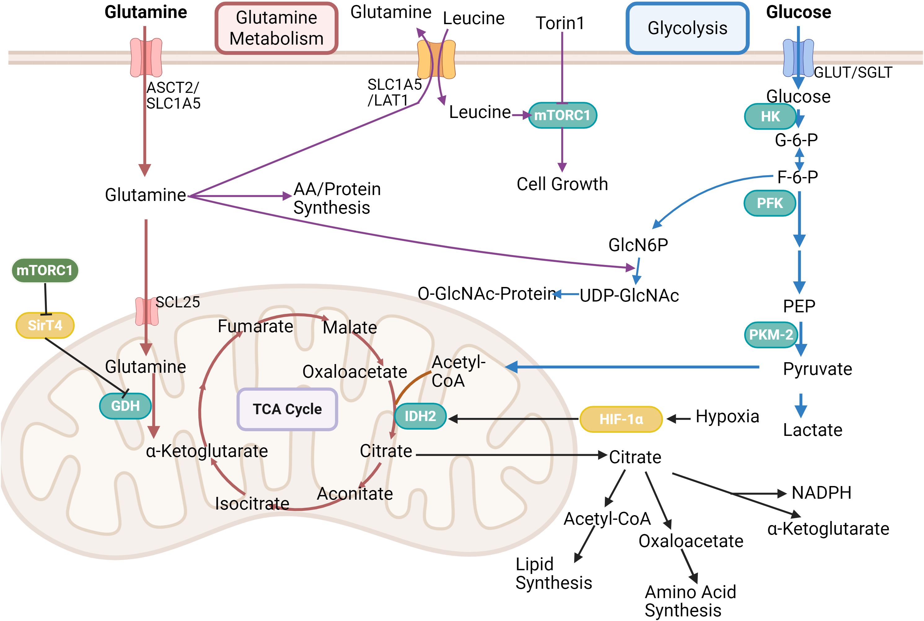 Diagram illustrating the biochemical pathways of glutamine metabolism and glycolysis. Glutamine enters cells via transporters ASCT2/SLC1A5, leading to protein synthesis and energy production through mitochondrial processes like the TCA cycle. Glucose enters through GLUT/SGLT, undergoing glycolysis to form pyruvate and lactate. Key enzymes and pathways include mTORC1 for cell growth, and various steps involving GDH, IDH2, and PFK. Interactions with HIF-1alpha and NADPH are highlighted, connecting to lipid and amino acid synthesis under hypoxic conditions.