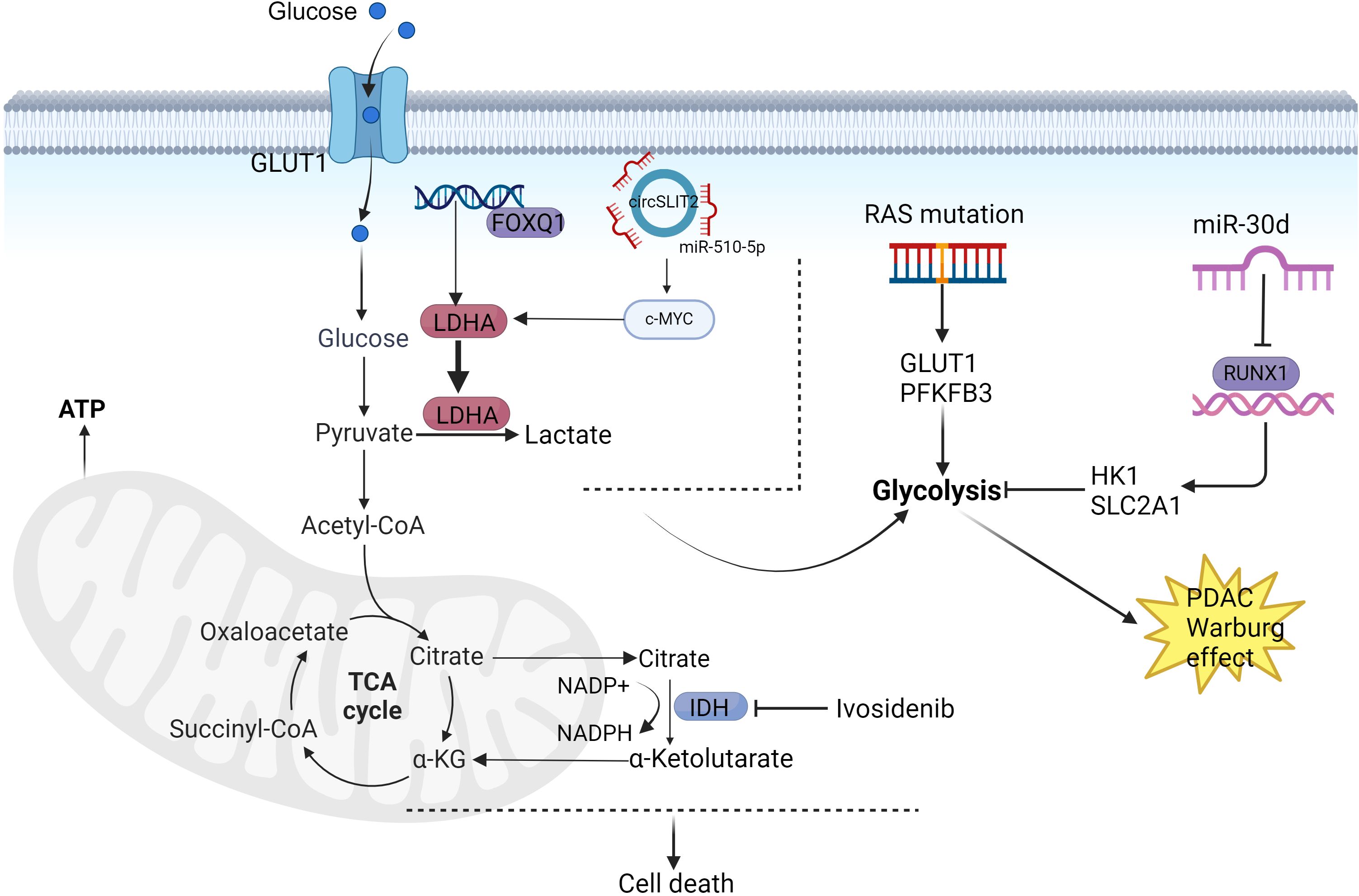 Diagram illustrating the metabolic pathways involved in the Warburg effect in pancreatic ductal adenocarcinoma (PDAC). Glucose enters through GLUT1, converting to pyruvate and lactate via LDHA. The TCA cycle involves citrate and alpha-ketoglutarate. c-MYC, FOXQ1, and RAS mutations regulate glycolysis. Ivosidenib affects IDH, influencing cell death. The model highlights the roles of glycolysis, PDAC Warburg effect, and associated mutations and proteins.
