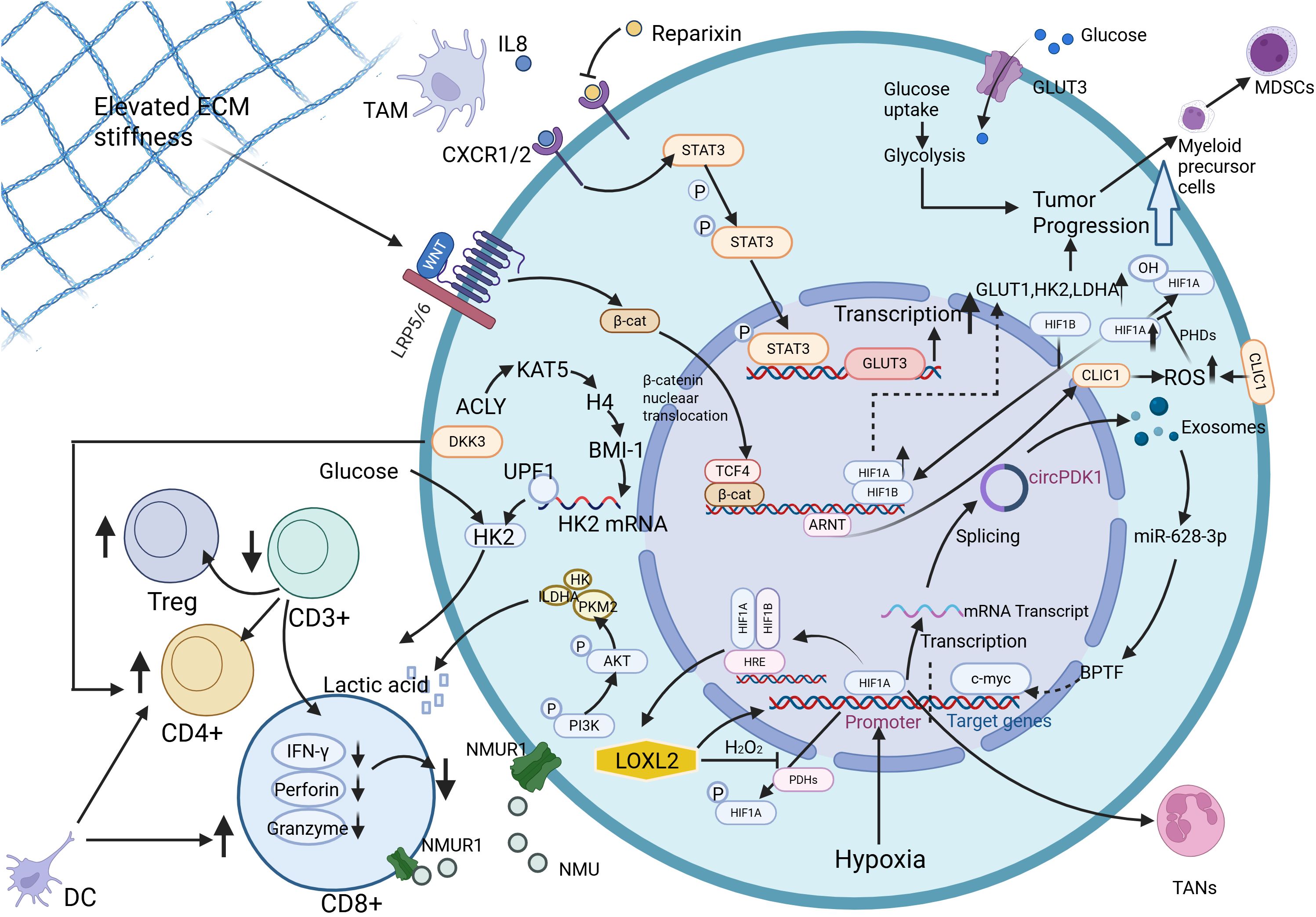 Diagram illustrating cellular and molecular interactions in a tumor microenvironment. It shows elevated ECM stiffness, cytokine signaling, transcription events, glucose metabolism, and immune cell activities. Key elements include TAM, Treg, CD4+, CD8+, and processes like glycolysis, transcription, and tumor progression, with proteins and genes such as STAT3, GLUT3, HK2, and HIF1A highlighted. Arrows depict interactions and pathways influencing the tumor's behavior under hypoxic conditions.