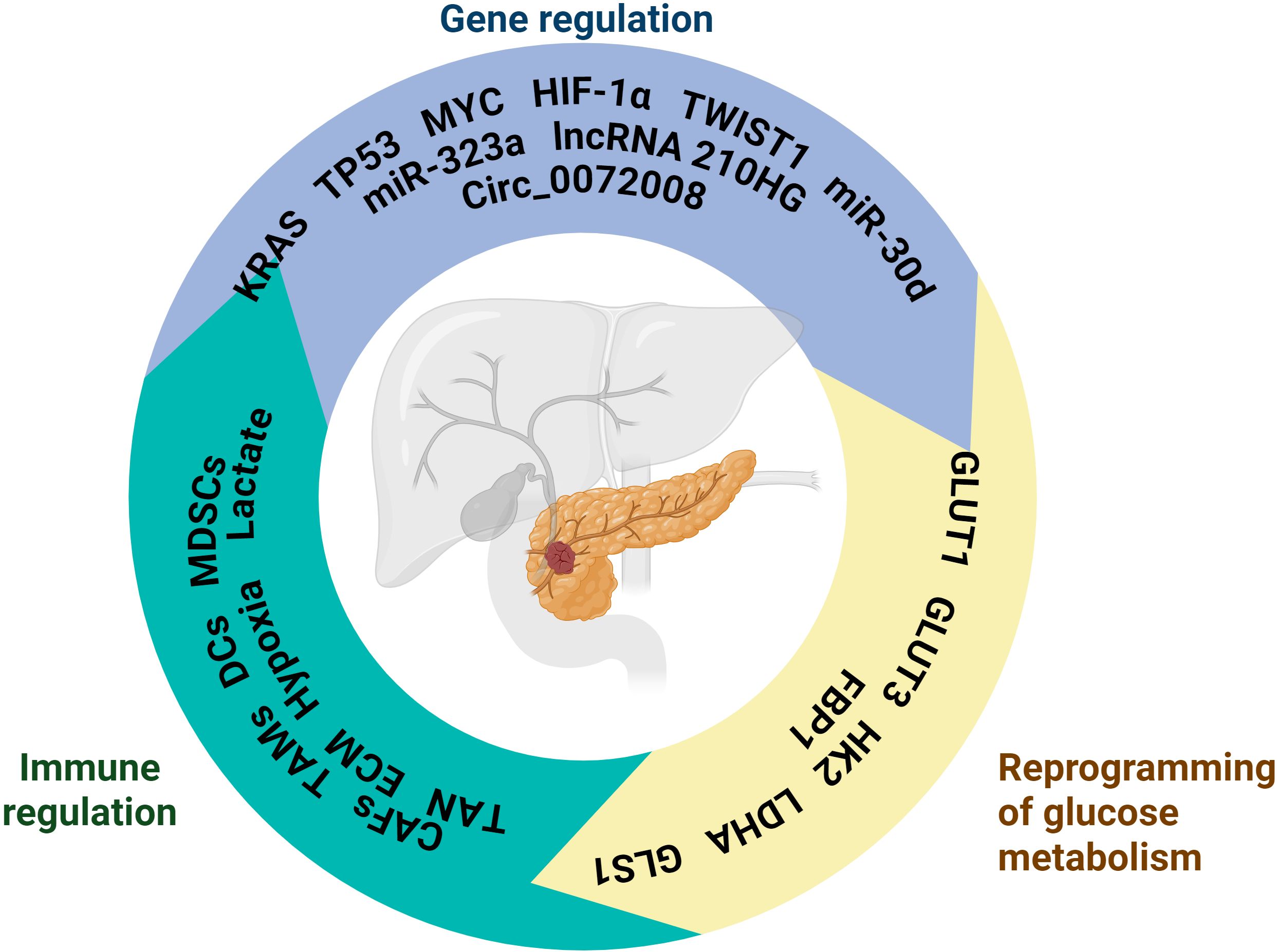 Diagram of a pancreas with three surrounding arcs labeled with processes: “Gene regulation,” “Immune regulation,” and “Reprogramming of glucose metabolism.” Each section contains specific components related to these functions, such as genes, cells, and metabolic pathways.