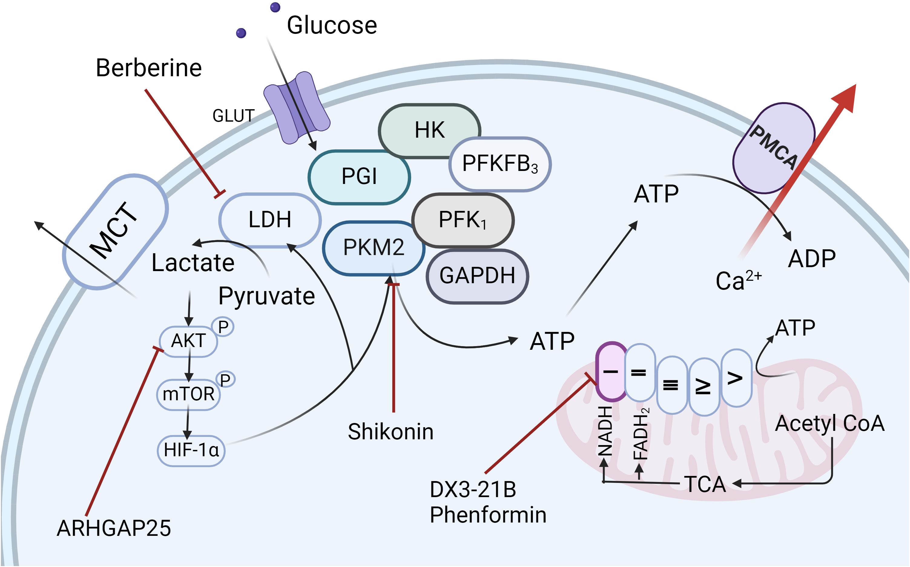 Diagram of cellular metabolic pathways showing glucose entering through GLUT and converting to pyruvate via enzymes like LDH, PGI, and PKM2. Lactate exits through MCT. ATP is produced, with mitochondria involved in TCA cycle, NADH, and FADH₂ pathways. Inhibitors like Berberine, Shikonin, DX3-21B, and Phenformin are depicted. Calcium ions (Ca²⁺) and ATP/ADP exchange occur near PMCA. Regulatory pathways also involve proteins like AKT, mTOR, and HIF-1α, influenced by ARHGAP25.