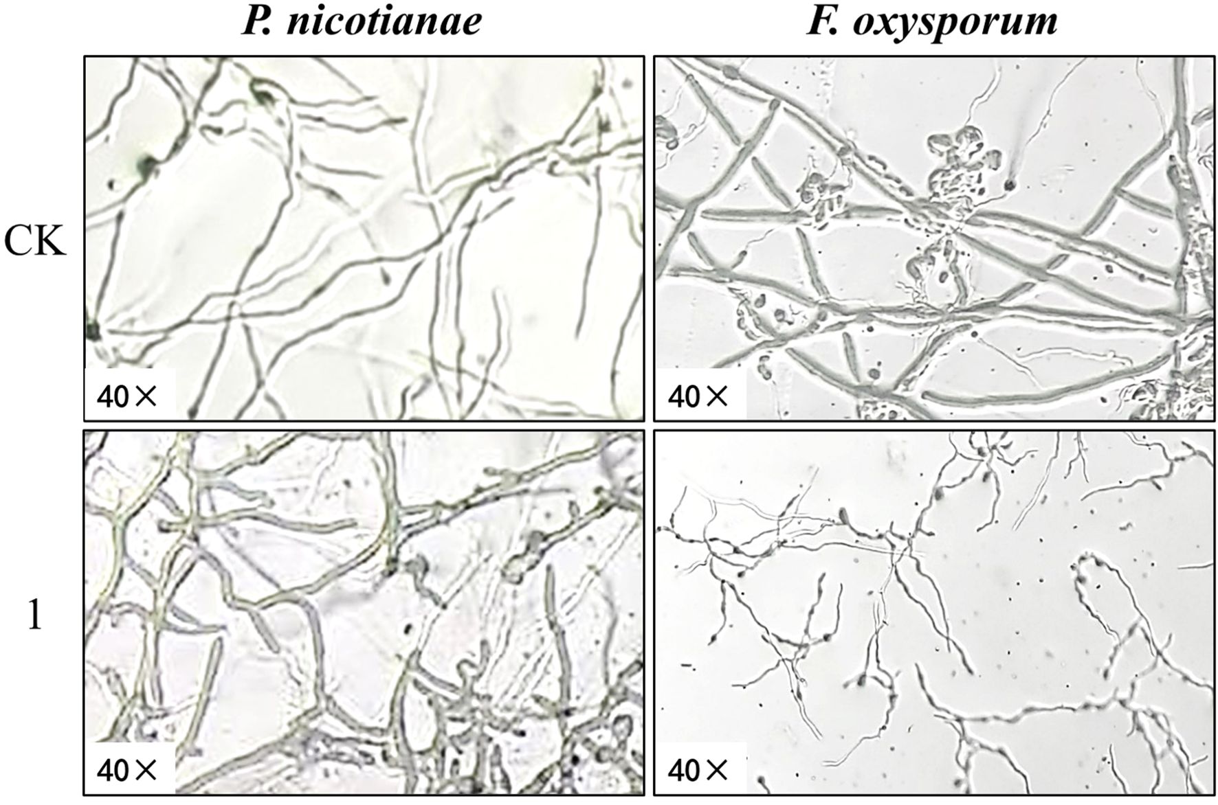 Microscopic images showing fungal structures of *P. nicotianae* (left) and *F. oxysporum* (right) at 40x magnification. The top row (labeled CK) shows initial conditions, while the bottom row (labeled 1) shows changes after treatment. *P. nicotianae* images depict dense hyphal networks, while *F. oxysporum* images show distinct hyphal structures.