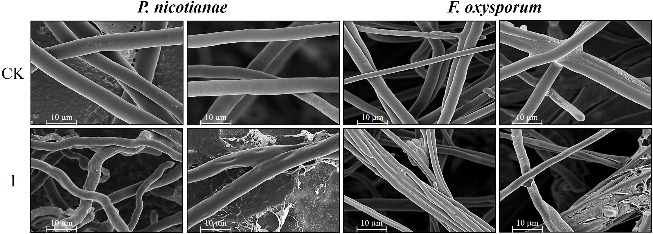 Scanning electron microscope images show fungal hyphae of P. nicotianae and F. oxysporum. The top row labeled CK displays smooth hyphae, while the bottom row labeled 1 shows hyphae with surface irregularities. Each image includes a scale bar of 10 micrometers.