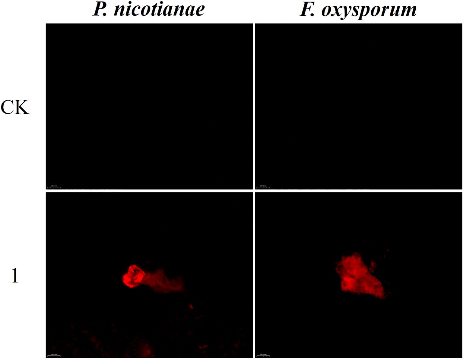 Four microscopic images comparing P. nicotianae and F. oxysporum. Top row labeled “CK” shows dark backgrounds with no visible structures. Bottom row labeled “1” displays red-stained structures in both samples, indicating presence of fungal or microbial activity.
