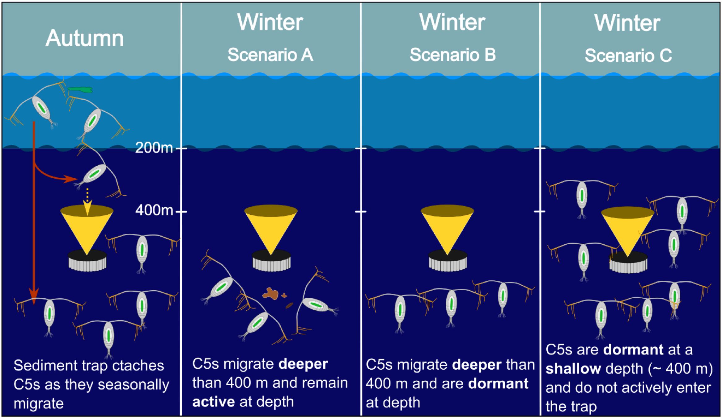 Schematic depicting different possible seasonal migration scenarios of Calanus simillimus C5s. The trap is situated at 400 m depth. In autumn, C5s are caught in the sediment trap as they seasonally migrate to depth (>= 400 m). There are three proposed scenarios for winter, which may help explain why C5s are not found in the trap in winter. In winter Scenario A, C5s have migrated deeper than 400 meters and remain active. In winter Scenario B, C5s have migrated deeper than 400 m but are dormant. In winter Scenario C, C5s are dormant at a shallower depth of about 400 meters.