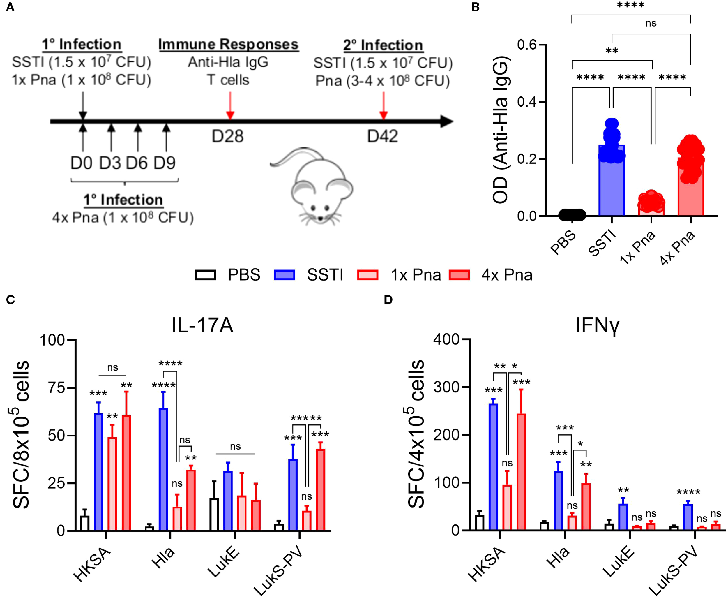 Mouse models of skin and soft tissue infection (SSTI) and pneumonia were used to study immune responses after primary infection with PBS, SSTI, transient pneumonia (1x dose), or persistent pneumonia (4x repeated doses of S. aureus). Immune responses and protection against secondary infection were assessed. Panel B shows anti-Hla IgG antibody levels 28 days post-infection (n=20 mice/group). Panels C and D quantify IL-17A- and IFN-γ-secreting splenocytes measured by ELISpot after stimulation with heat-killed S. aureus or purified toxins (n=5 mice/group). Data are mean ± SEM; statistical significance assessed by one-way ANOVA with Tukey’s post-test.
