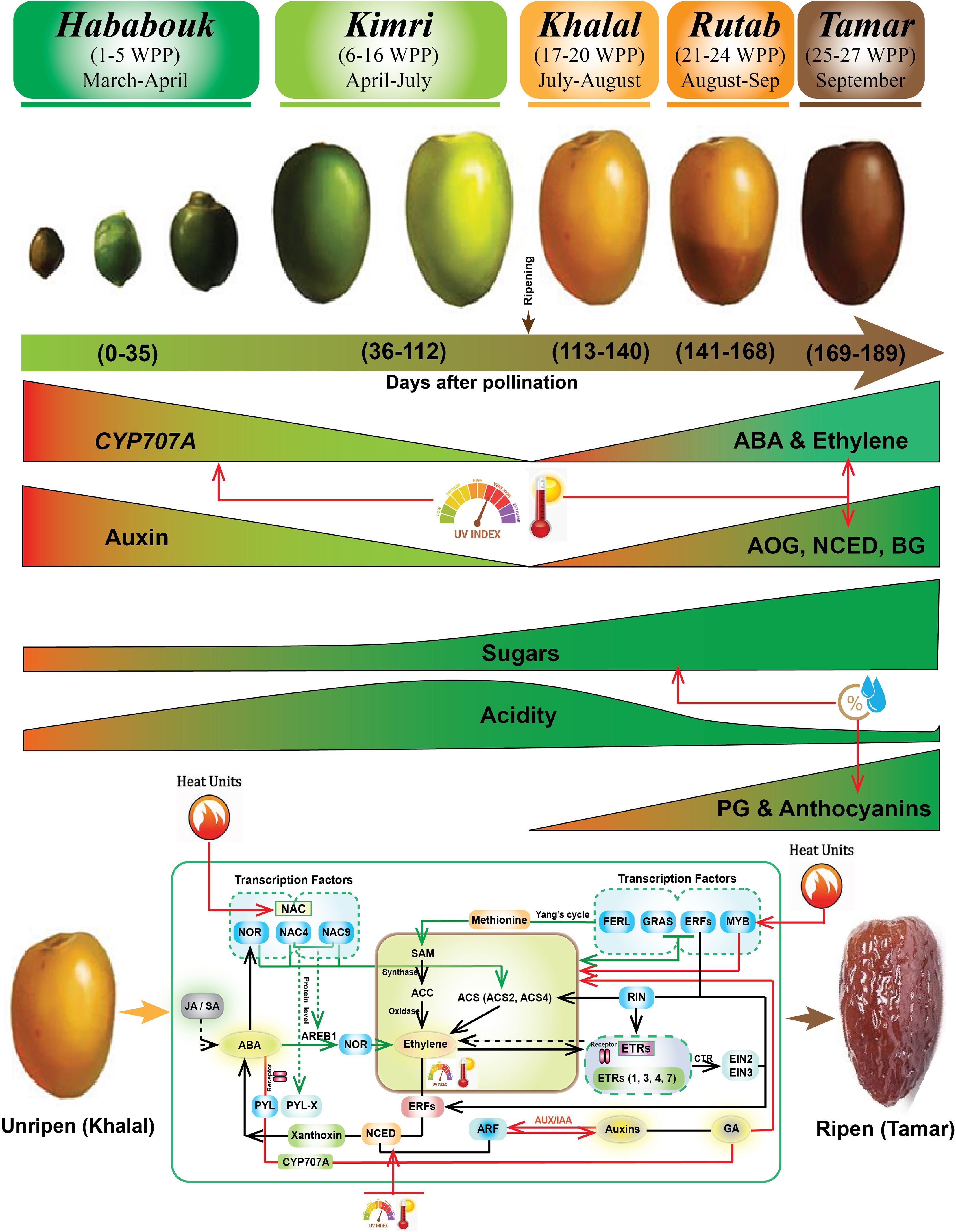Infographic showing the stages of date fruit development from Hababouk (1-5 weeks post-pollination) to Tamar (25-27 weeks post-pollination) with corresponding months. It includes biochemical pathways, showing increasing levels of ABA, ethylene, sugars, PG, and anthocyanins, and decreasing acidity. Involved enzymes and factors like CYP707A, NCED, and transcription factors are also depicted, along with heat units and UV index influences on ripening from Khalal to Tamar stages.