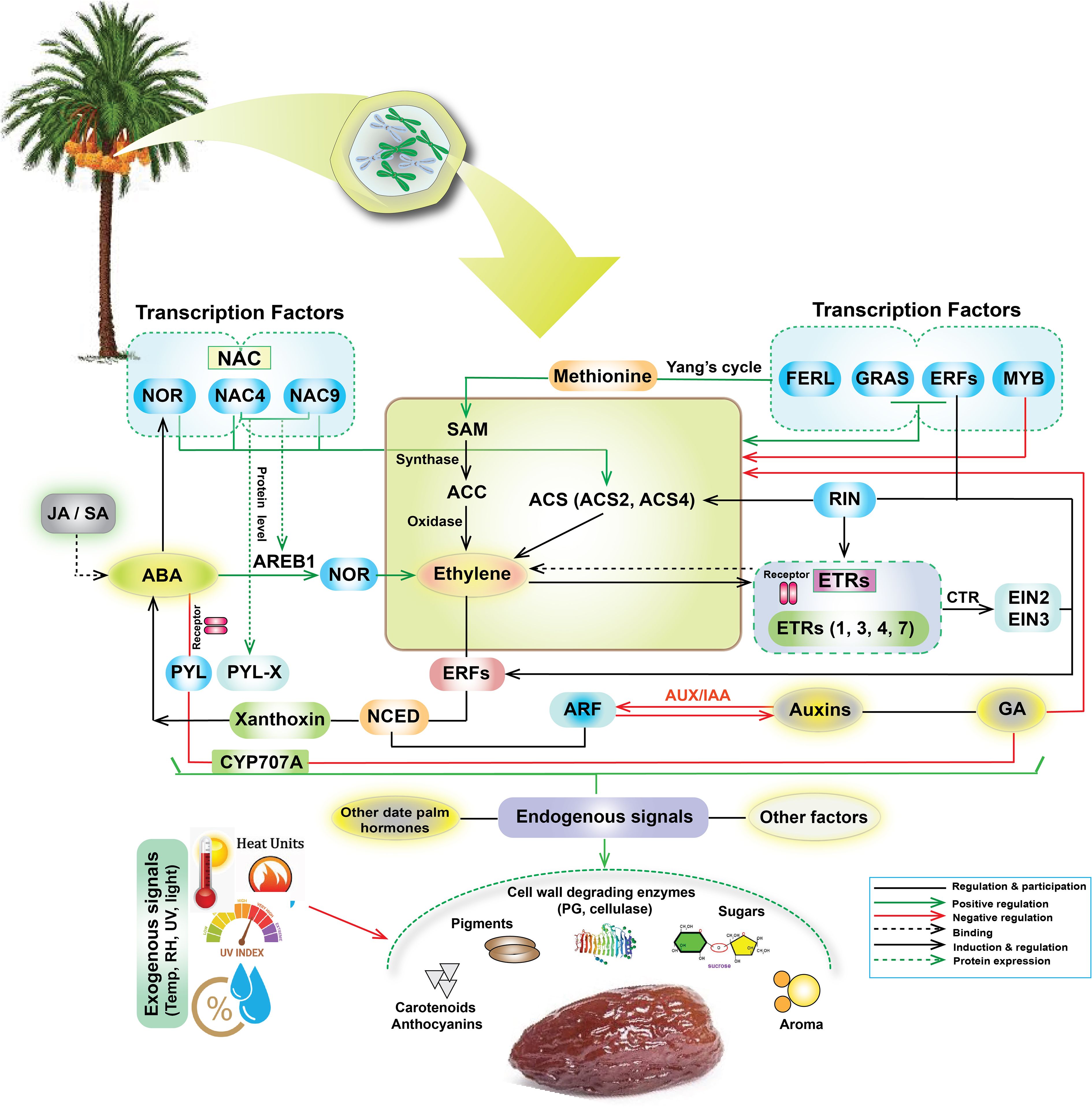 Illustration of the ethylene biosynthesis pathway and signal interactions in date palm fruit ripening. It includes transcription factors and hormones like ethylene, ABA, and auxins. Arrows show regulation, with inputs like temperature and humidity influencing endogenous signals. A date fruit and a palm tree are depicted. Dotted lines indicate protein expression and binding, with positive and negative regulations shown through color-coded arrows.