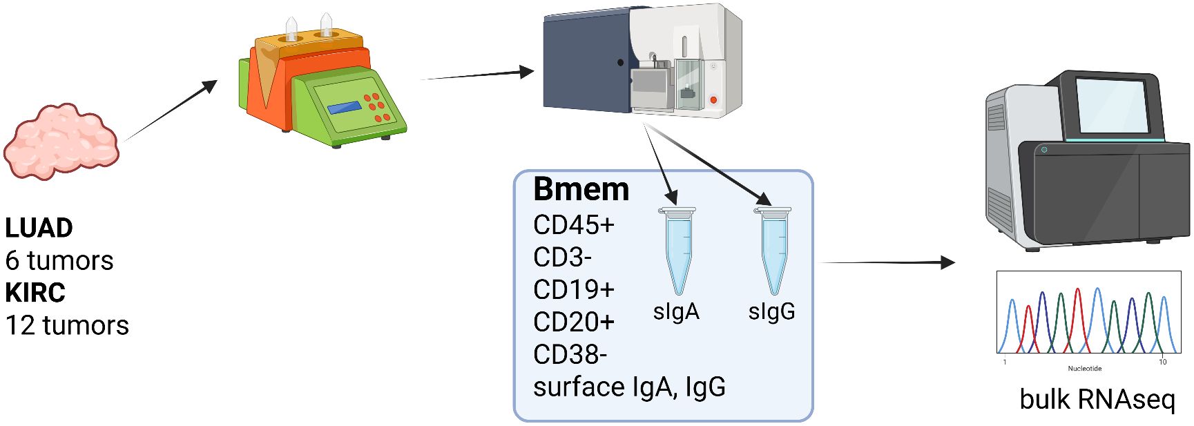 Diagram illustrating the process of tumor analysis from LUAD and KIRC samples. Six LUAD and twelve KIRC tumors undergo processing, depicted by a cartoon machine, followed by cell sorting based on B memory cell markers: CD45+, CD3-, CD19+, CD20+, CD38-, surface IgA, and IgG. Samples labeled sIgA and sIgG lead to bulk RNA sequencing, represented by a sequencing machine and graph with nucleotide peaks.