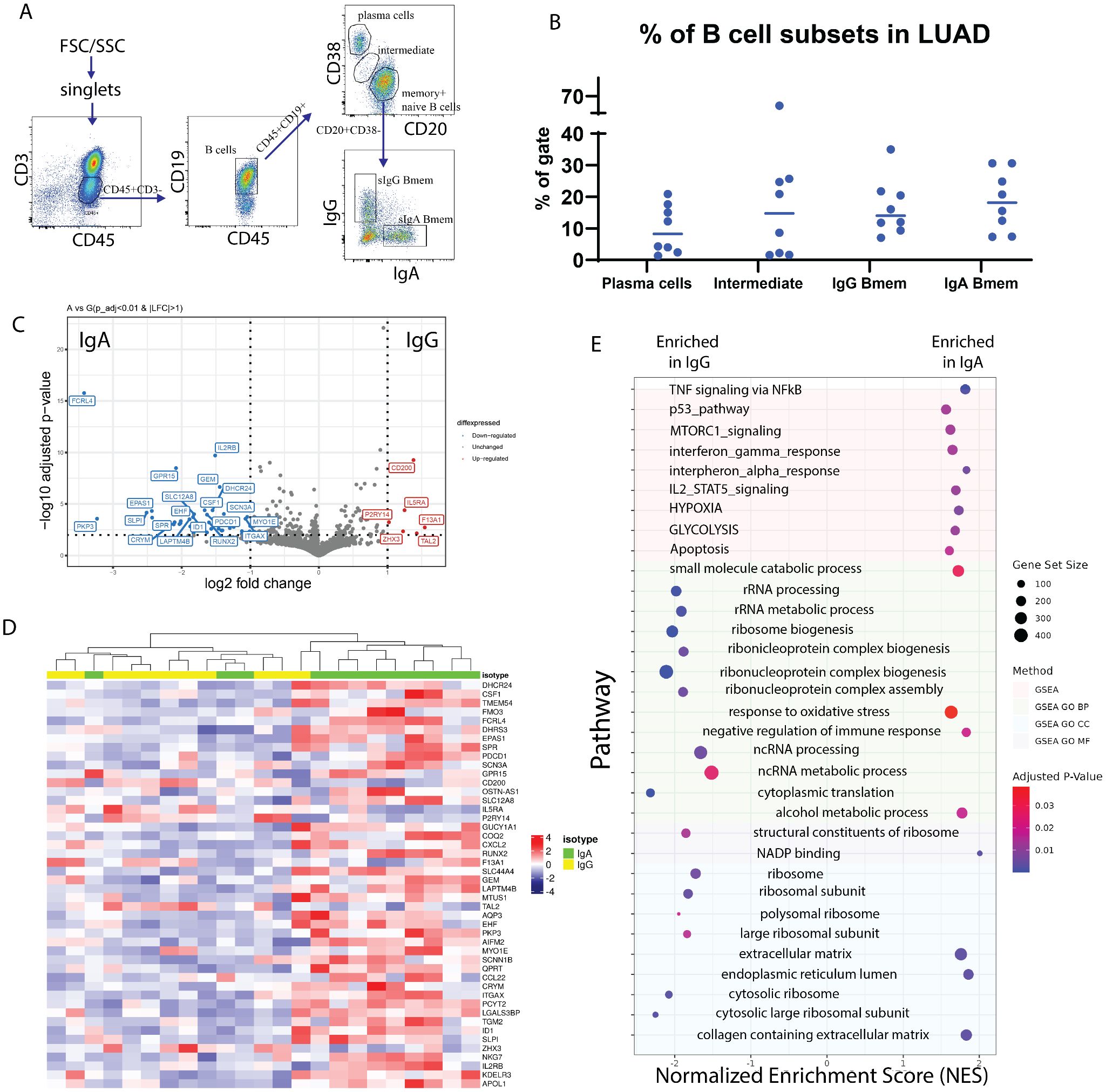 Panel A shows flow cytometry plots identifying B cell subsets. Panel B is a dot plot showing percentages of B cell subsets in LUAD. Panel C is a volcano plot highlighting differentially expressed genes between IgA and IgG. Panel D presents a heatmap showing gene expression across isotypes. Panel E is an enrichment plot of pathways related to IgG and IgA, with gene sets and adjusted P-values.