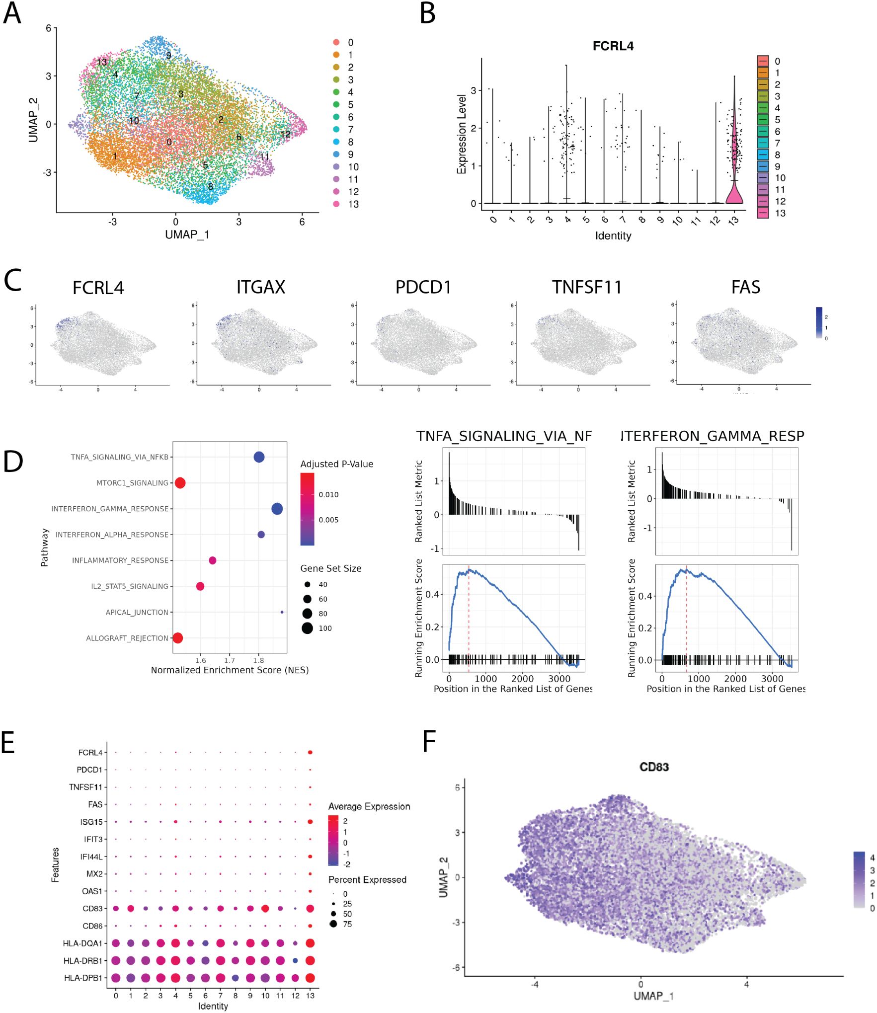 A collection of scientific visualizations analyzing gene expression and pathways. Panel A shows a UMAP plot with distinctly colored clusters. Panel B presents a violin plot for FCRL4 expression across identities. Panel C displays UMAP plots for different genes such as FCRL4 and ITGAX. Panel D illustrates a bubble plot for pathways based on normalized enrichment scores and adjusted P-values, alongside two enrichment plots for TNFA signaling and interferon gamma response. Panel E is a dot plot indicating average expression and percentage expressed for various features. Panel F features a UMAP plot visualizing CD83 expression levels.