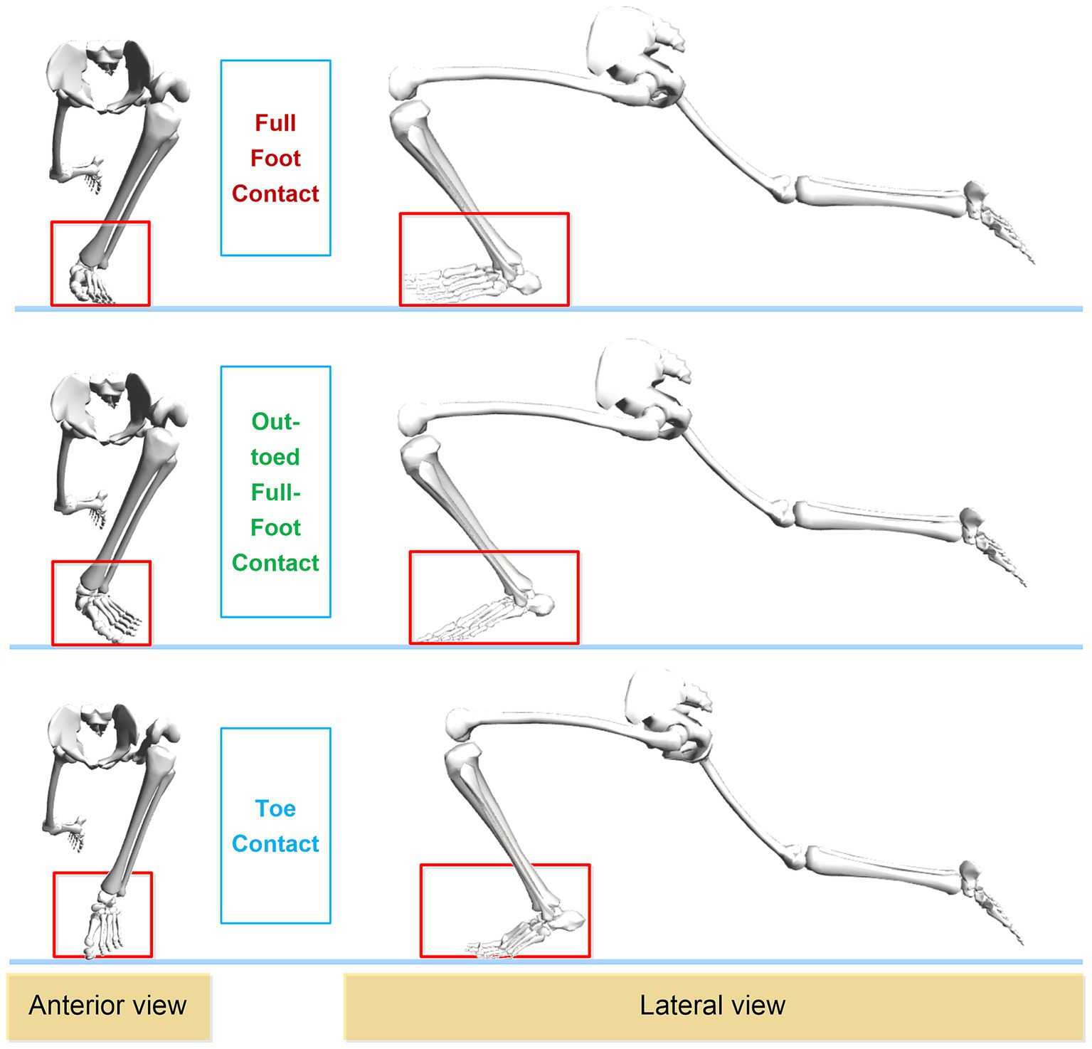 Skeleton diagrams illustrate three types of foot contact during movement. The left column shows anterior views and the right column shows lateral views. From top to bottom: full foot contact, out-toed full-foot contact, and toe contact, each highlighted in red boxes.
