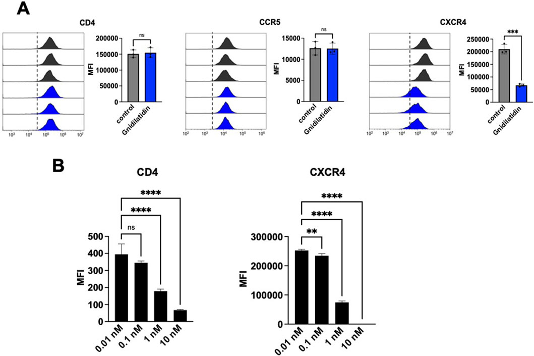 Panel A shows histograms and bar graphs comparing MFI for CD4, CCR5, and CXCR4 with and without Gnidiafatin treatment. No significant difference for CD4 and CCR5, but CXCR4 shows a significant decrease. Panel B displays bar graphs showing MFI for CD4 and CXCR4 at various Gnidiafatin concentrations, indicating significant decreases with increasing concentrations for both markers.