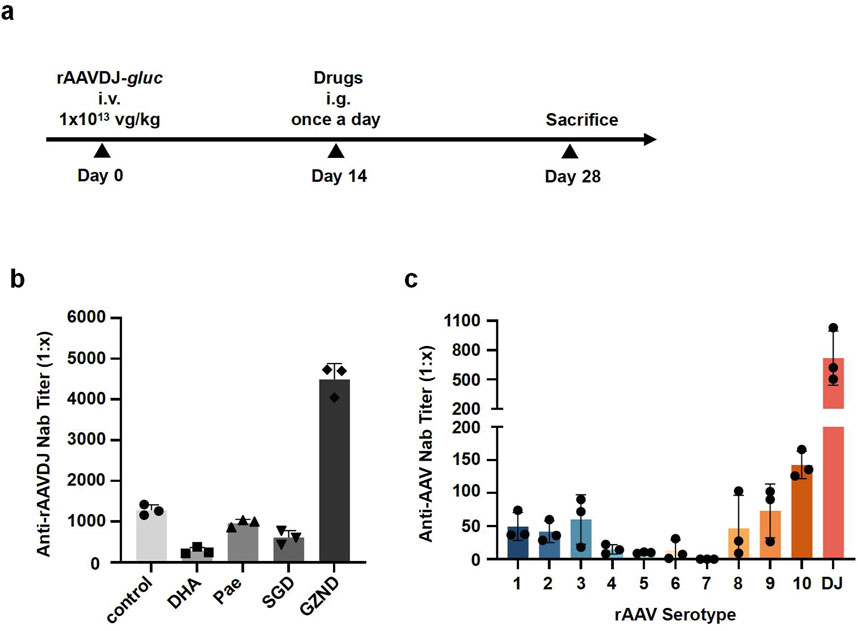 Timeline and bar charts showing study data. Panel a illustrates a study timeline with key events: administration of rAAVDJ-gluc on Day 0, drugs given daily from Day 14, and sacrifices on Day 28. Panel b shows a bar graph of anti-rAAVDJ neutralizing antibody titers across different treatment groups, with DHA having the lowest titer. Panel c displays a bar graph of titers across various rAAV serotypes, with serotype DJ having the highest titer. Each bar includes error bars and individual data points.