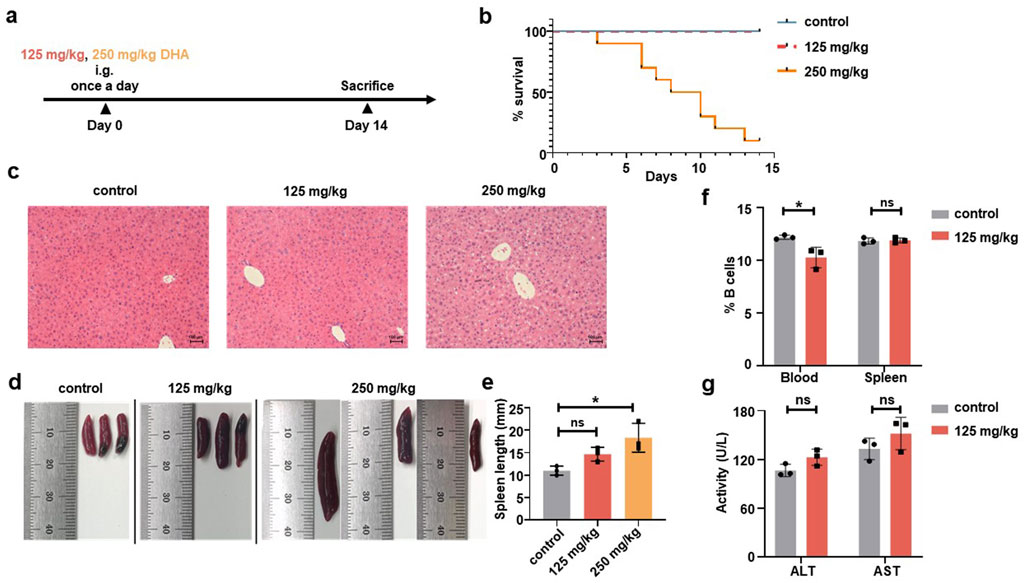 The image shows a series of experimental results on the effects of DHA dosage. Panel (a) describes the dosing schedule of 125 mg/kg and 250 mg/kg DHA once daily for 14 days. Panel (b) is a survival curve showing different outcomes for control, 125 mg/kg, and 250 mg/kg groups. Panel (c) presents liver tissue histology images for each group. Panel (d) shows spleen size comparisons with rulers. Panel (e) is a bar graph of spleen length, indicating significant differences. Panel (f) shows bar graphs of B cell percentages in blood and spleen. Panel (g) presents liver enzyme activities (ALT and AST) with no significant differences marked.