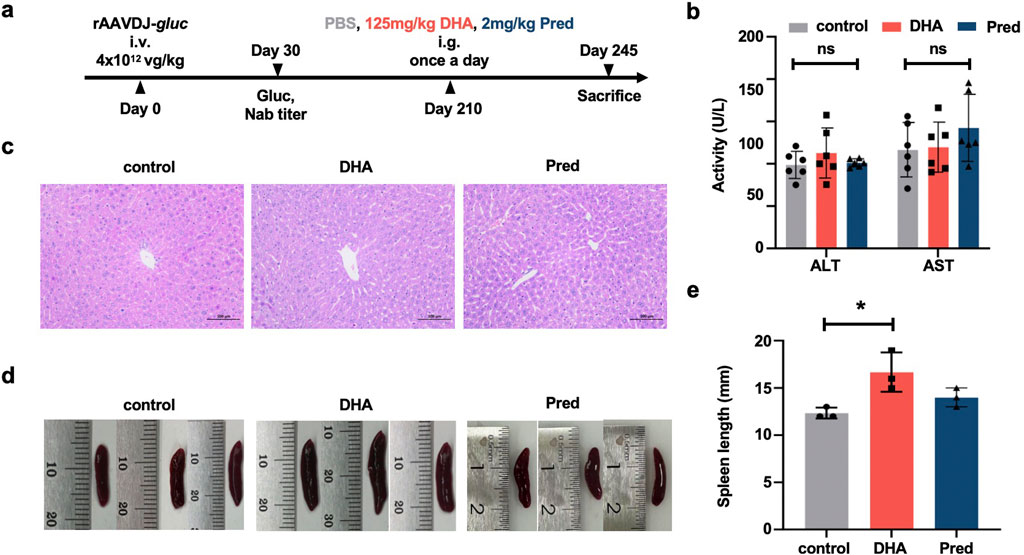 Figure with multiple panels. Panel (a) shows an experimental timeline describing treatment with rAAVDJ-gluc, DHA, and Pred. Panel (b) presents a bar graph comparing ALT and AST enzyme activities for control, DHA, and Pred groups. Panel (c) displays liver histology images for control, DHA, and Pred showing tissue morphology. Panel (d) shows images of spleens measured against rulers for size comparison. Panel (e) contains a bar graph indicating the spleen length for control, DHA, and Pred groups, showing significant differences marked with an asterisk.