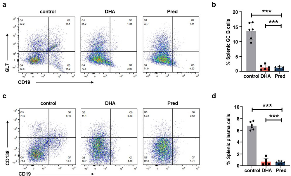 Flow cytometry and bar graphs analyzing splenic cells under different conditions: control, DHA, and Pred. Panels a and c show scatter plots of CD19 against GL7 and CD138, respectively. Panels b and d display bar graphs comparing percentages of splenic germinal center B cells and plasma cells, with significant differences indicated (***). Control shows higher percentages compared to DHA and Pred.