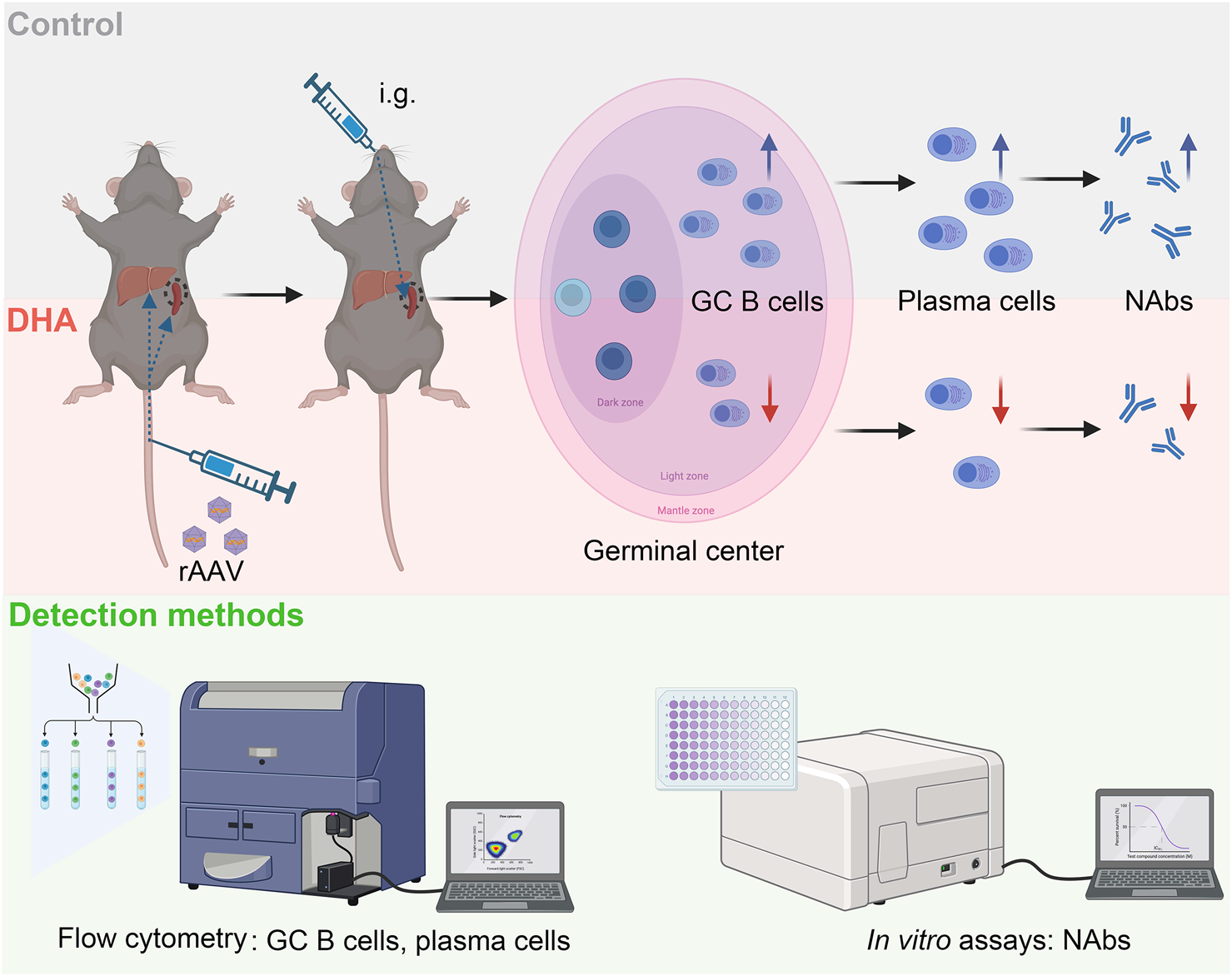 Diagram illustrating a scientific experiment with mice. The control mouse receives “i.g. PBS” injection and rAAV, while the experimental “DHA” mouse receives “i.g. DHA” injection and rAAV. Both mice have spleen arrows pointing to a germinal center with zones. GC B cells transition to plasma cells, then to NAbs, showing more activity in the control. Detection methods include flow cytometry for GC B and plasma cells, and in vitro assays for NAbs.