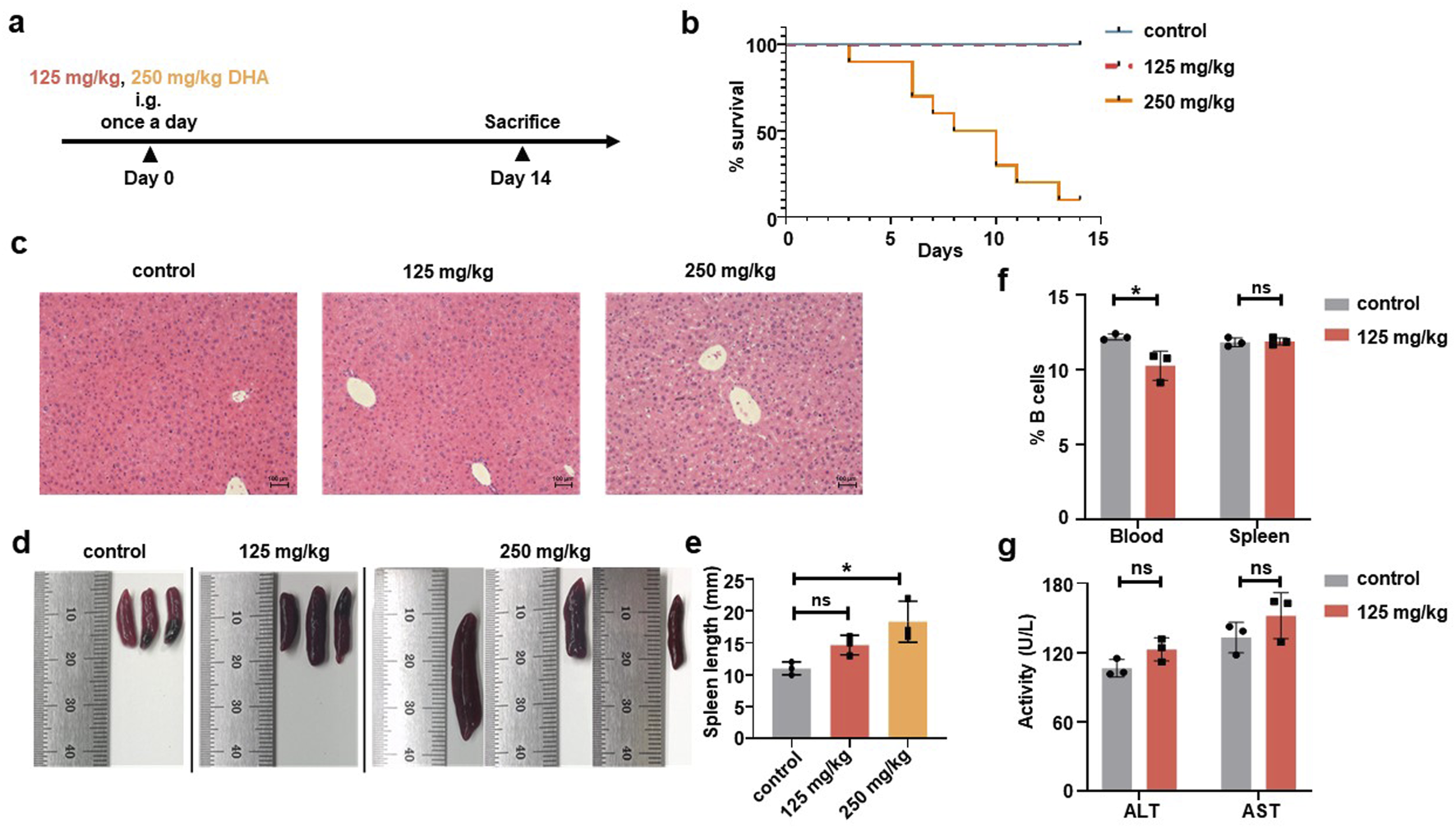 The image shows a series of experimental results on the effects of DHA dosage. Panel (a) describes the dosing schedule of 125 mg/kg and 250 mg/kg DHA once daily for 14 days. Panel (b) is a survival curve showing different outcomes for control, 125 mg/kg, and 250 mg/kg groups. Panel (c) presents liver tissue histology images for each group. Panel (d) shows spleen size comparisons with rulers. Panel (e) is a bar graph of spleen length, indicating significant differences. Panel (f) shows bar graphs of B cell percentages in blood and spleen. Panel (g) presents liver enzyme activities (ALT and AST) with no significant differences marked.