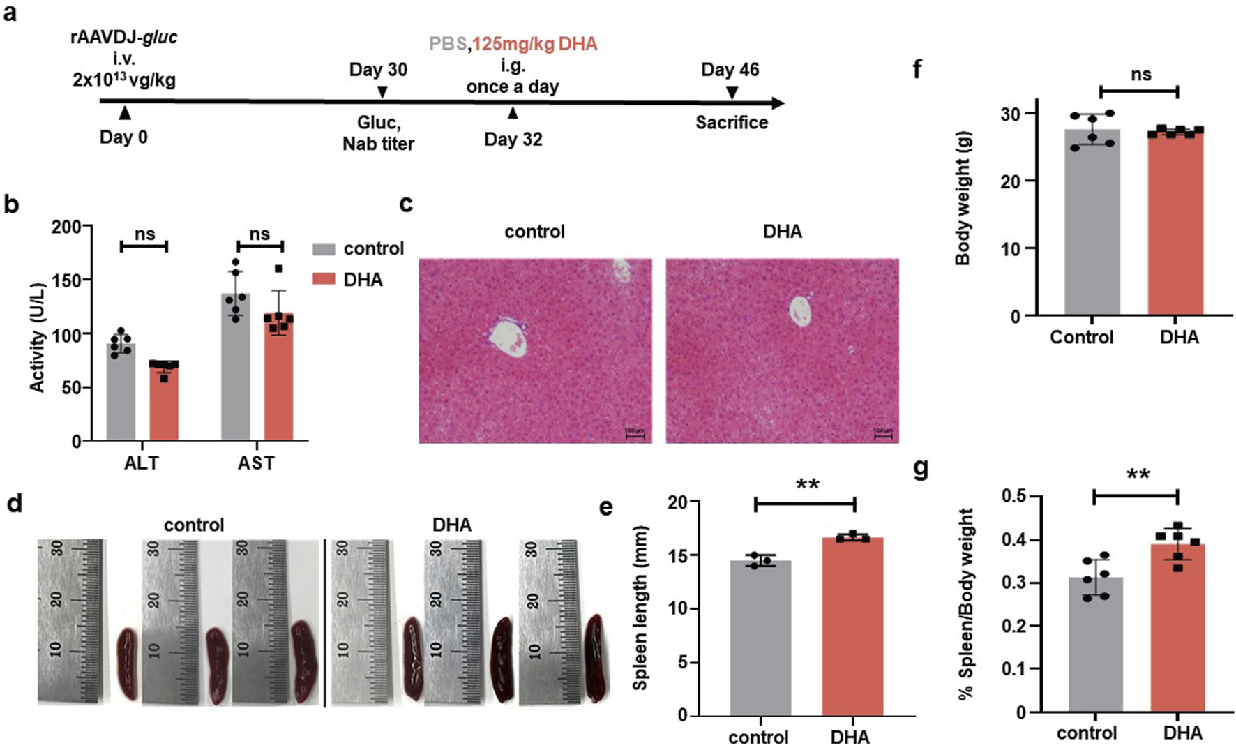 Diagram showing experimental design and results for rAAVDJ-gluc study. (a) Timeline displays treatment schedule with rAAVDJ-gluc and DHA. (b) Bar chart compares ALT and AST activity in control and DHA groups, labeled as "ns" for not significant. (c) Histology images show liver tissue from control and DHA groups. (d) Images depict spleen size comparison with rulers. (e) Bar graph shows spleen length in control versus DHA; asterisks indicate significance. (f) Bar chart compares body weight between groups, labeled "ns". (g) Bar graph of spleen weight as a percentage of body weight, with a significant difference indicated.
