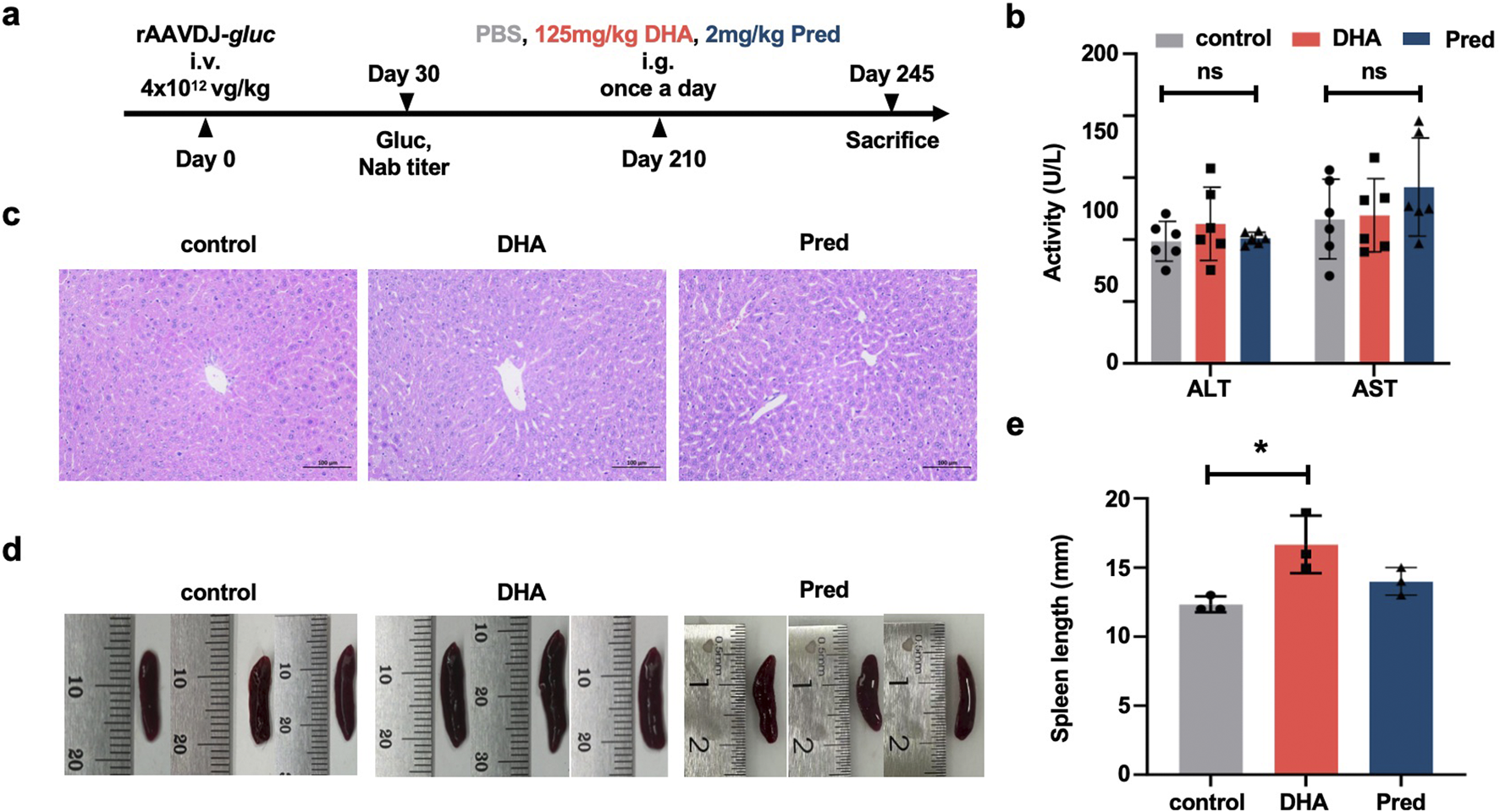 Figure with multiple panels. Panel (a) shows an experimental timeline describing treatment with rAAVDJ-gluc, DHA, and Pred. Panel (b) presents a bar graph comparing ALT and AST enzyme activities for control, DHA, and Pred groups. Panel (c) displays liver histology images for control, DHA, and Pred showing tissue morphology. Panel (d) shows images of spleens measured against rulers for size comparison. Panel (e) contains a bar graph indicating the spleen length for control, DHA, and Pred groups, showing significant differences marked with an asterisk.