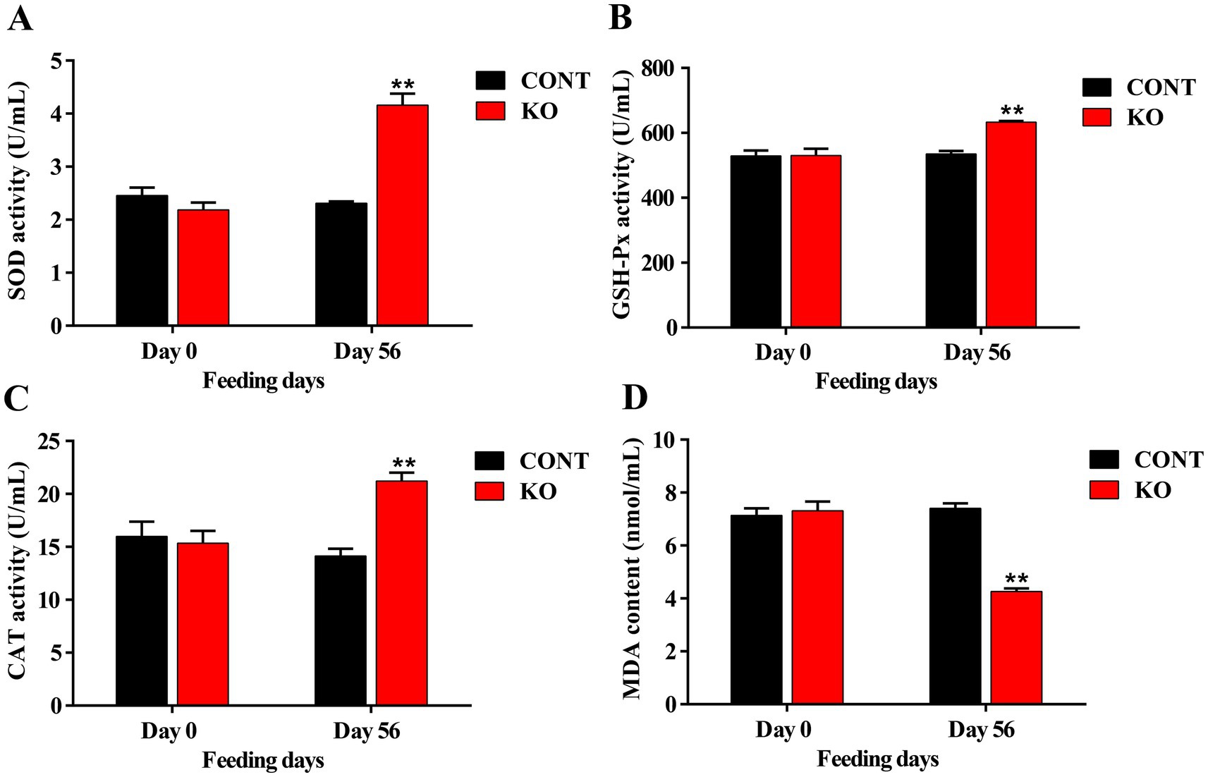 Four bar charts comparing CONT (black bars) and KO (red bars) groups on different measures over 56 days. Chart A shows increased SOD activity in KO at day 56. Chart B shows GSH-Px activity remains similar but increases in KO at day 56. Chart C shows increased CAT activity in KO at day 56. Chart D shows decreased MDA content in KO at day 56. Double asterisks indicate significant differences.