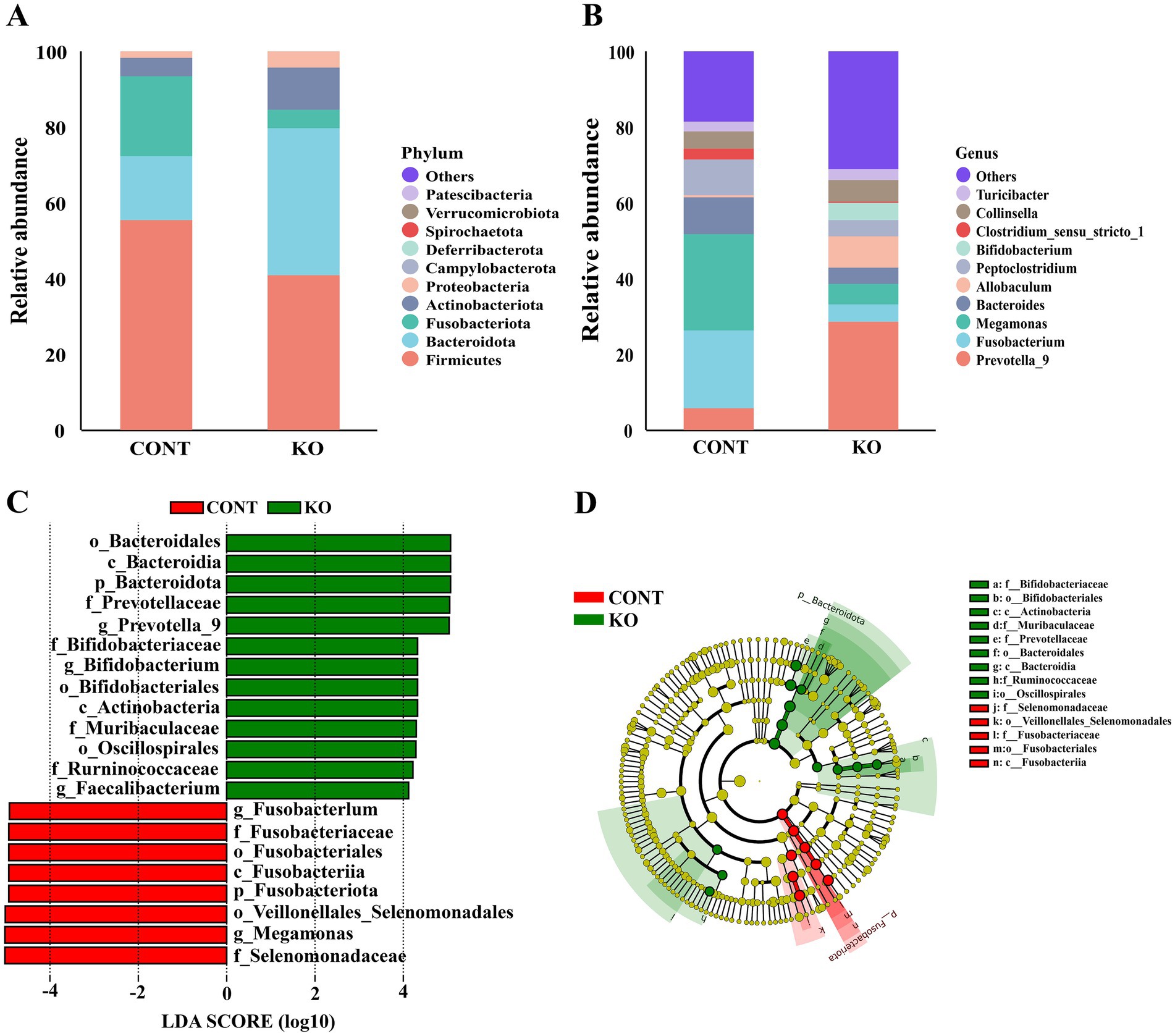 Panel A and B show stacked bar charts comparing the relative abundance of bacterial phyla and genera between control (CONT) and knockout (KO) groups. Panel C presents a horizontal bar chart of LDA scores, indicating differentially abundant bacterial taxa in CONT and KO groups. Panel D shows a cladogram highlighting bacterial taxa with significant differences between groups, with CONT marked in red and KO in green.