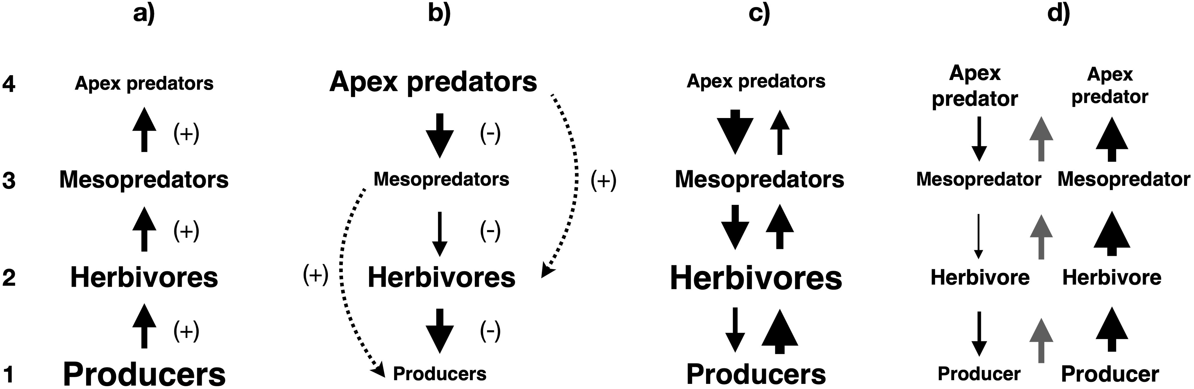 Multi-panel diagram depicting different ecological interactions. a) A chain of bottom-up positive impacts, in which producers benefit herbivores, mesopredators, and apex predators. b) A trophic cascade in which apex predators suppress mesopredators, benefiting herbivores, which in turn suppress producers. c) A combination of two chains of bottom-up and top-down impacts, both of which attenuate in strength with each trophic level. d) Two chains of bottom-up and top-down impacts at the species level, which combine to produce an overall chain of bottom-up impacts at the community level. Solid arrows indicate direct negative impacts. Dashed arrows indicate indirect positive impacts.