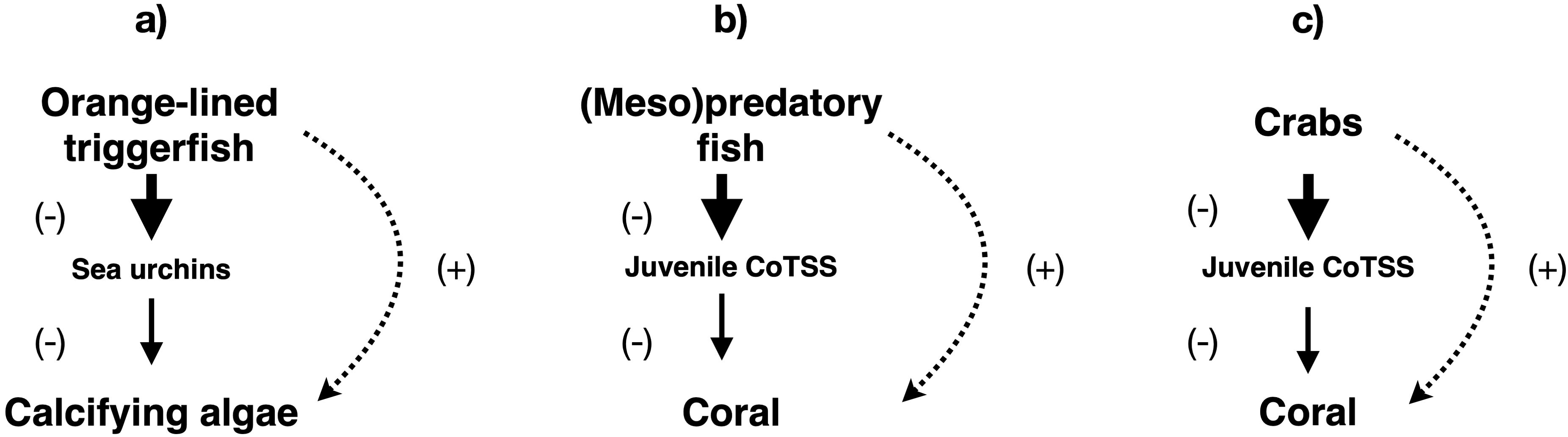 Multi-panel diagram showing three trophic cascades occurring on coral reefs. a) Orange-lined triggerfish negatively impact sea urchins, benefiting calcifying algae. b)(Meso)predatory fish reduce juvenile CoTSS, positively impacting coral. c) Crabs reduce juvenile CoTSS, benefiting coral. Solid arrows indicate direct negative impacts. Dashed arrows indicate indirect positive impacts.