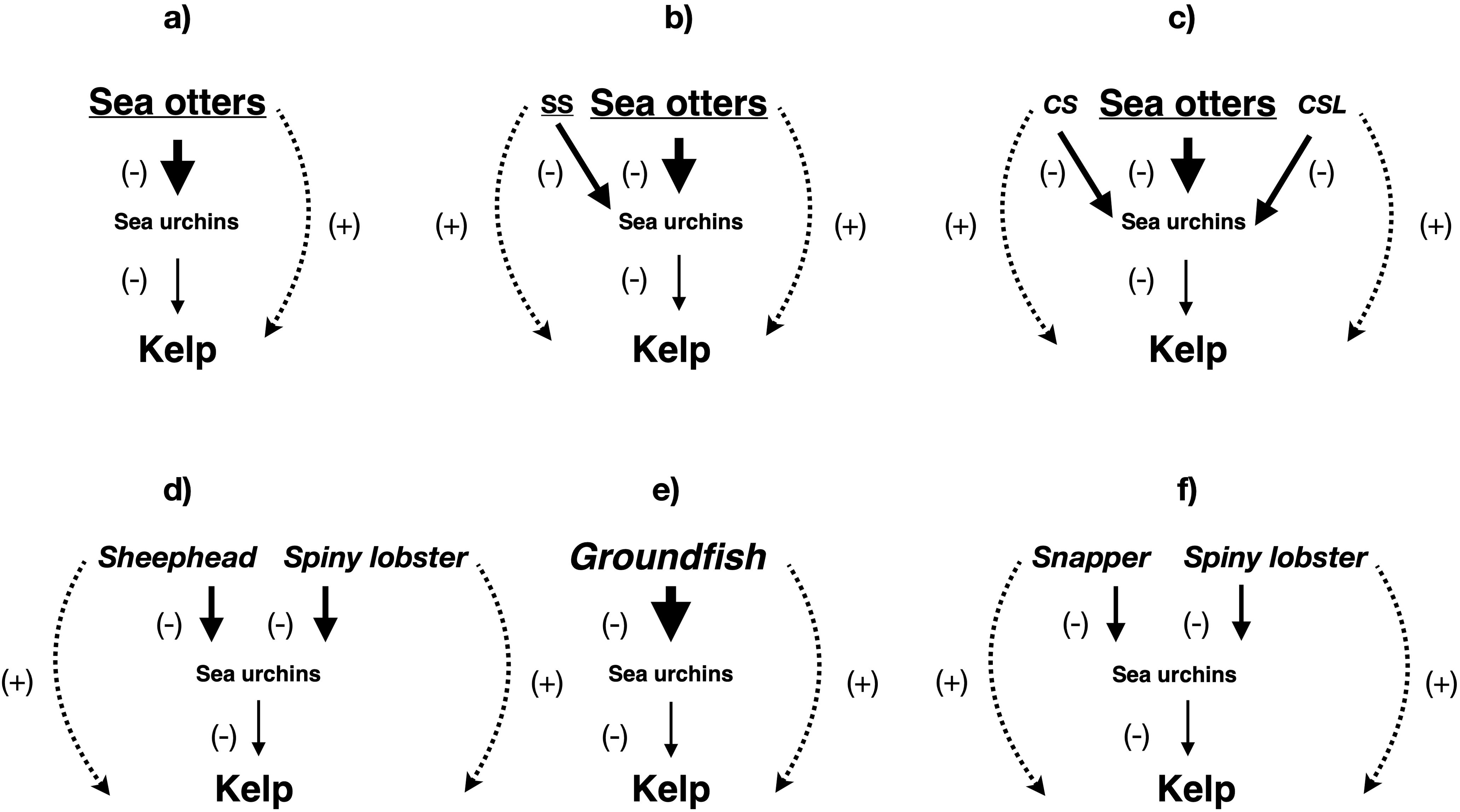 Multi-panel diagram illustrating trophic cascades affecting kelp forests. a) Sea otters negatively impact sea urchins, indirectly benefiting kelp. b) Sea otters and sunflower stars reduce sea urchins, with indirect positive impacts on kelp. c) Sea otters, sheephead, and spiny lobsters suppress sea urchins, indirectly benefiting kelp. d) Sheephead and spiny lobsters reduce sea urchins, with indirect positive impacts on kelp. e) Groundfish suppress sea urchins, indirectly benefiting kelp. f) Snapper and spiny lobsters reduce sea urchins, with indirect positive impacts on kelp. Solid arrows indicate direct negative impacts. Dashed arrows indicate indirect positive impacts.