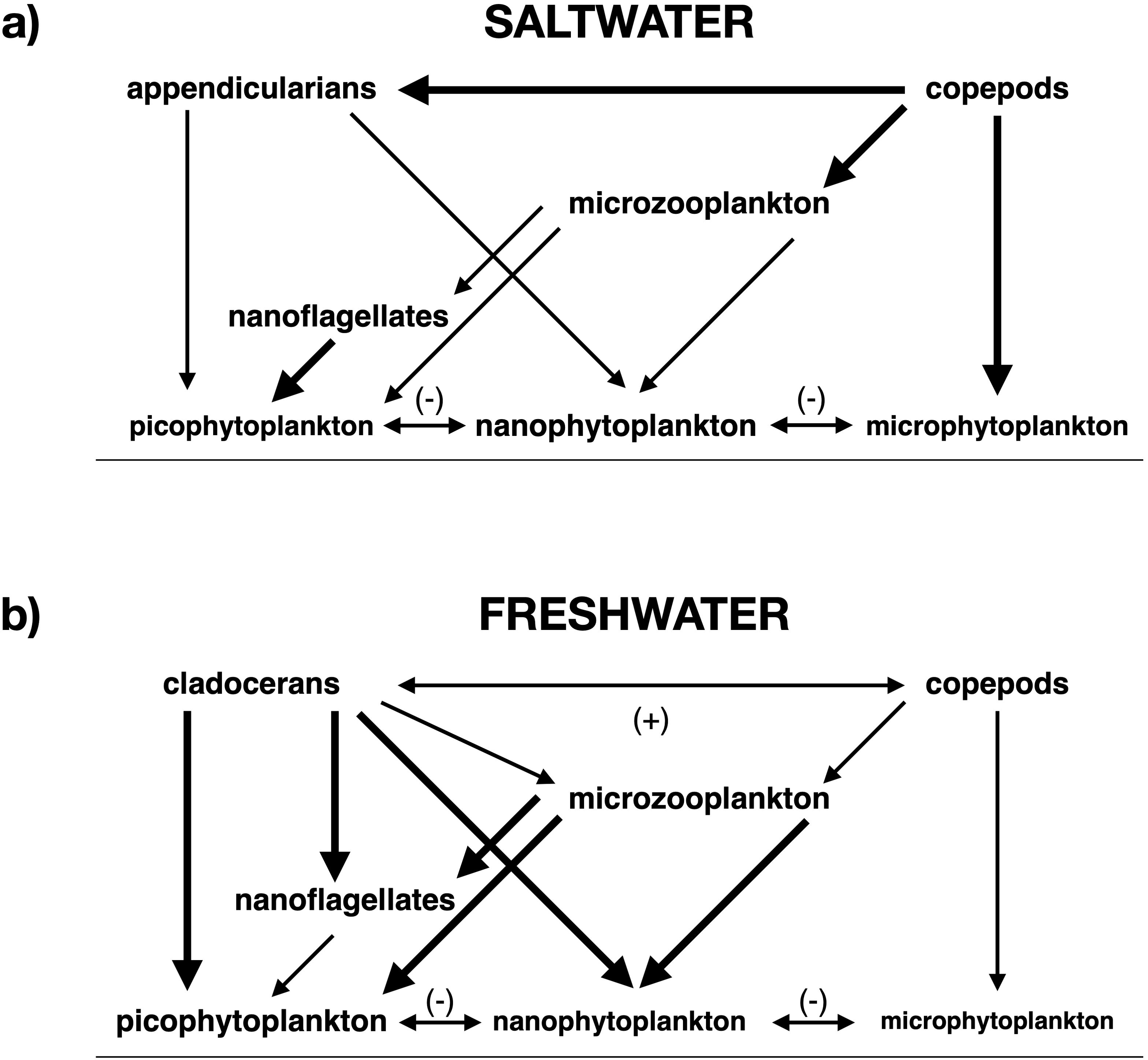 Diagram with two panels comparing saltwater and freshwater ecosystems. a) In saltwater, copepods feed on various types of plankton, but nano- and picophytoplankton are largely protected from grazing pressure due to the intermediate positions of appendicularians, microzooplankton, and nanoflagellates. b) In freshwater, cladocerans feed on smaller plankton than copepods, exposing the majority of phytoplankton to grazing pressure. Directional arrows indicate trophic interactions.
