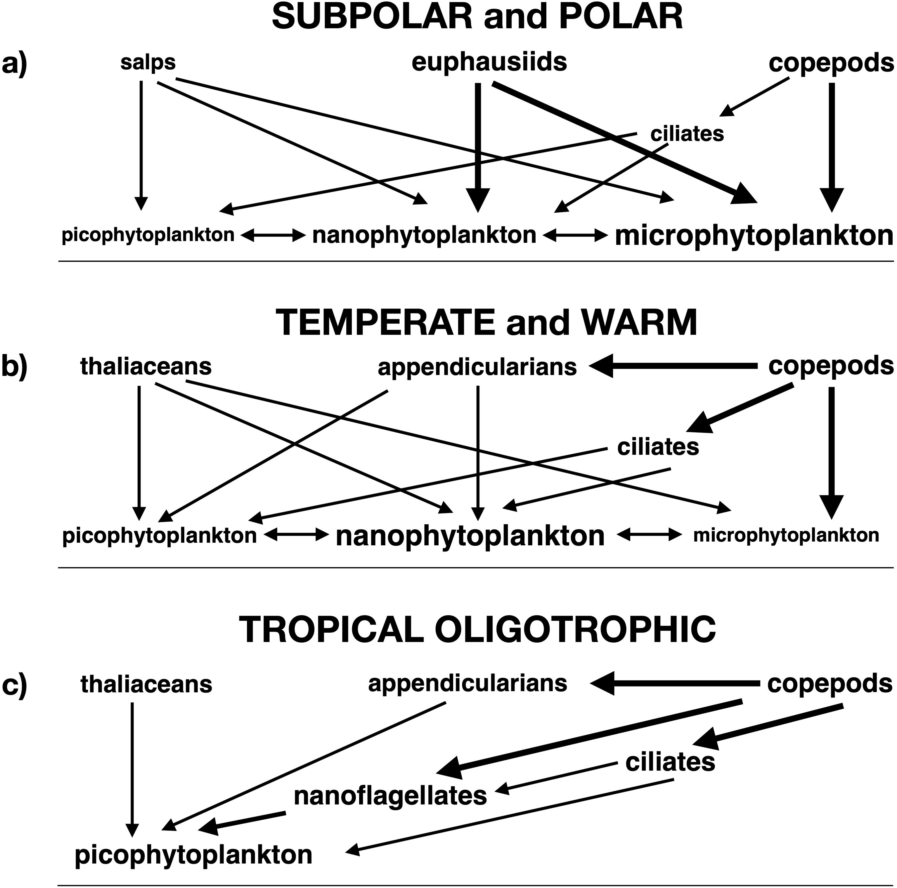 Multi-panel diagram showing food web structures in different marine environments. a) Subpolar and polar waters feature interactions among salps, euphausiids, copepods, ciliates, and phytoplankton. b) Temperate and warm seas host thaliaceans, appendicularians, copepods, ciliates, and phytoplankton. c) Tropical oligotrophic waters food webs include thaliaceans, appendicularians, copepods, nanoflagellates, ciliates, and phytoplankton. Directional arrows indicate trophic interactions.