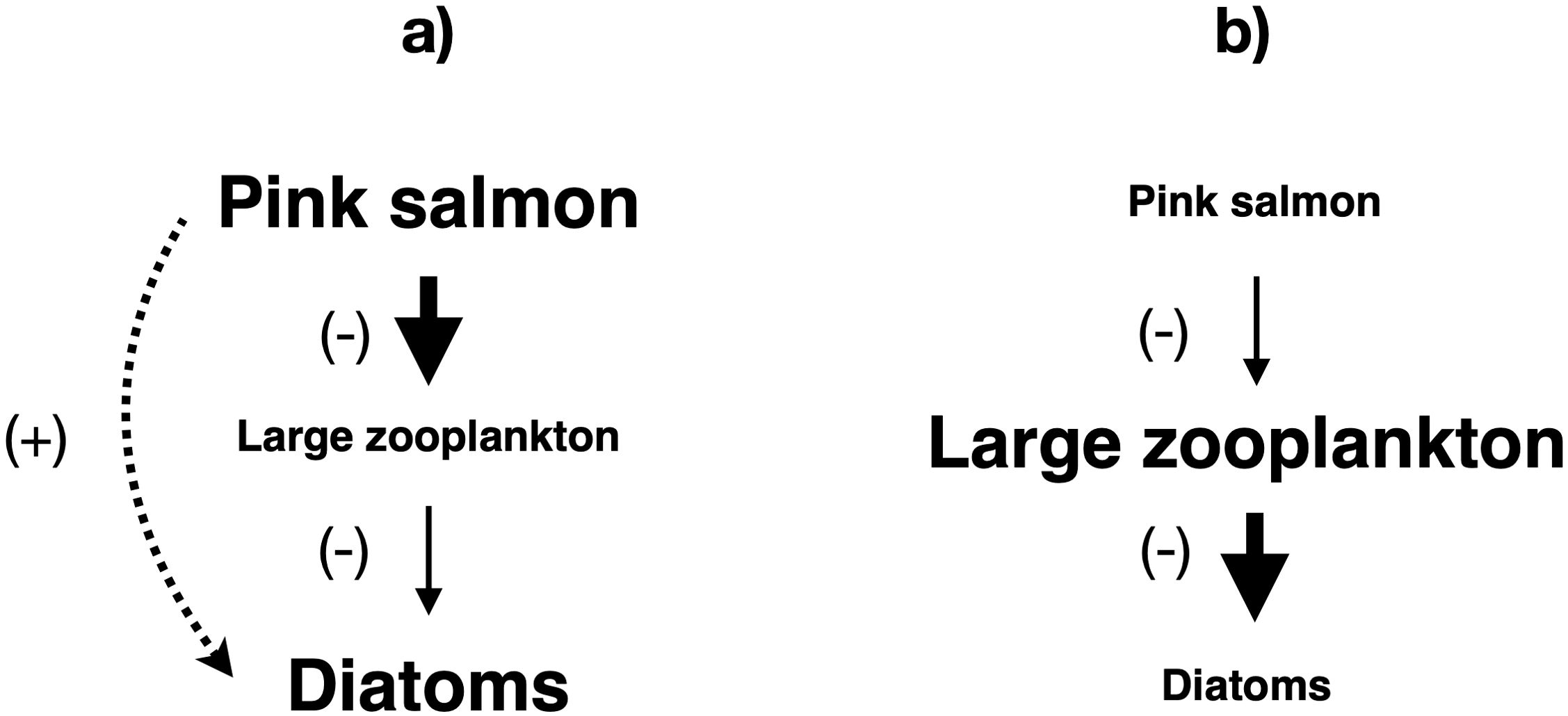 Diagram with two panels comparing two ecosystem states. Panel (a) shows the indirect positive effect of high pink salmon biomass on diatoms, signified by a dotted curved arrow. Panel (b) pictures the lack of this indirect effect when pink salmon biomass is low. Both panels depict a cascade of negative effects, indicated by arrows, from pink salmon to large zooplankton and from large zooplankton to diatoms. This cascade is stronger when pink salmon biomass is high.