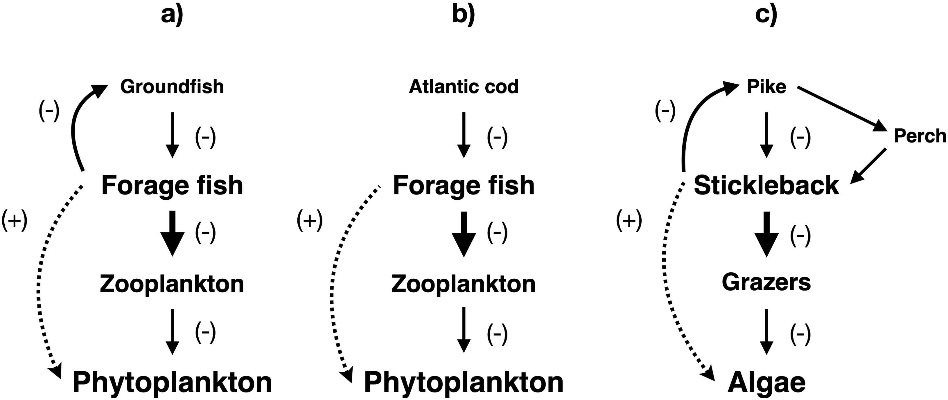 Diagram illustrating three trophic cascades. a) Groundfish collapse released forage fish from predation pressure, reducing zooplankton and releasing phytoplankton from grazing pressure. Forage fish negatively impact groundfish, hindering their recovery. b) Atlantic cod collapse released forage fish from predation pressure, reducing zooplankton and releasing phytoplankton from grazing pressure. c) Pike and perch declines released stickleback from predation pressure, reducing grazers and releasing algae from grazing pressure. Stickleback negatively impact pike, hindering their recovery.