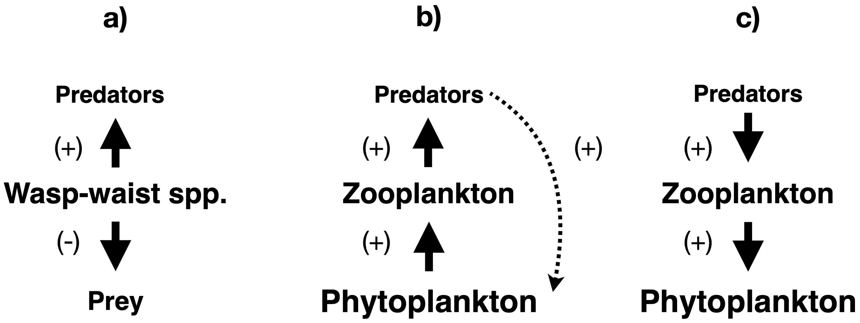 Diagram showing three types of trophic interactions. a) Wasp-waist species exert positive and negative impacts on predators and prey, respectively. b) A feedback loop of direct and indirect positive effects connects phytoplankton, zooplankton, and predators. c) A chain of positive effects from predators to zooplankton and phytoplankton.