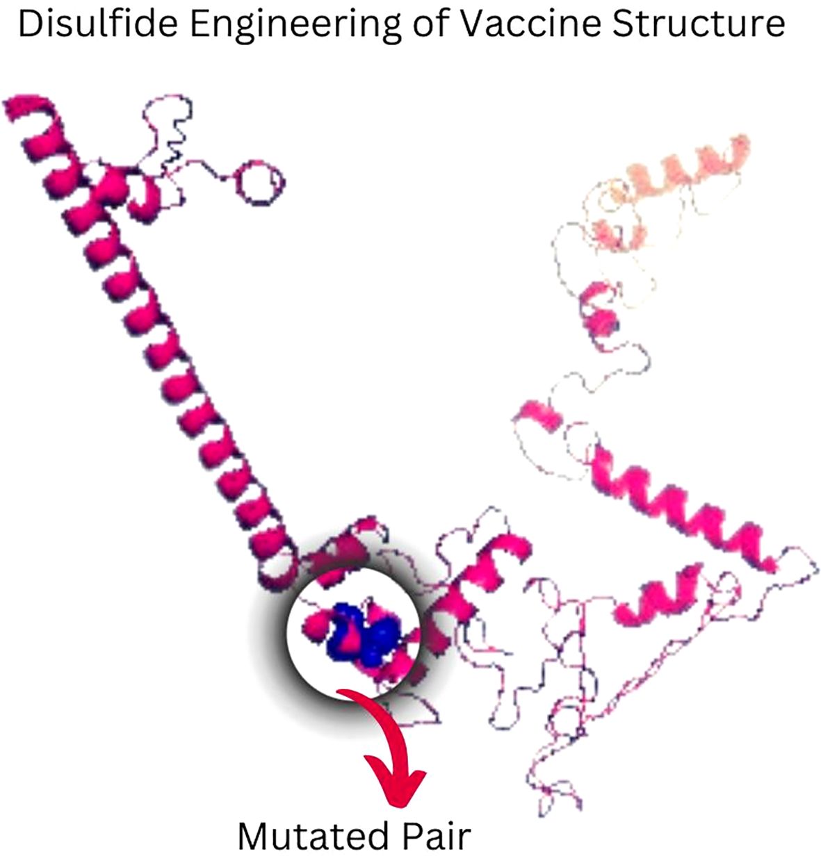 Illustration of a vaccine structure with a focus on disulfide engineering. A zoomed-in section labeled “Mutated Pair” highlights the molecular structure in blue and pink, indicating engineered mutations.