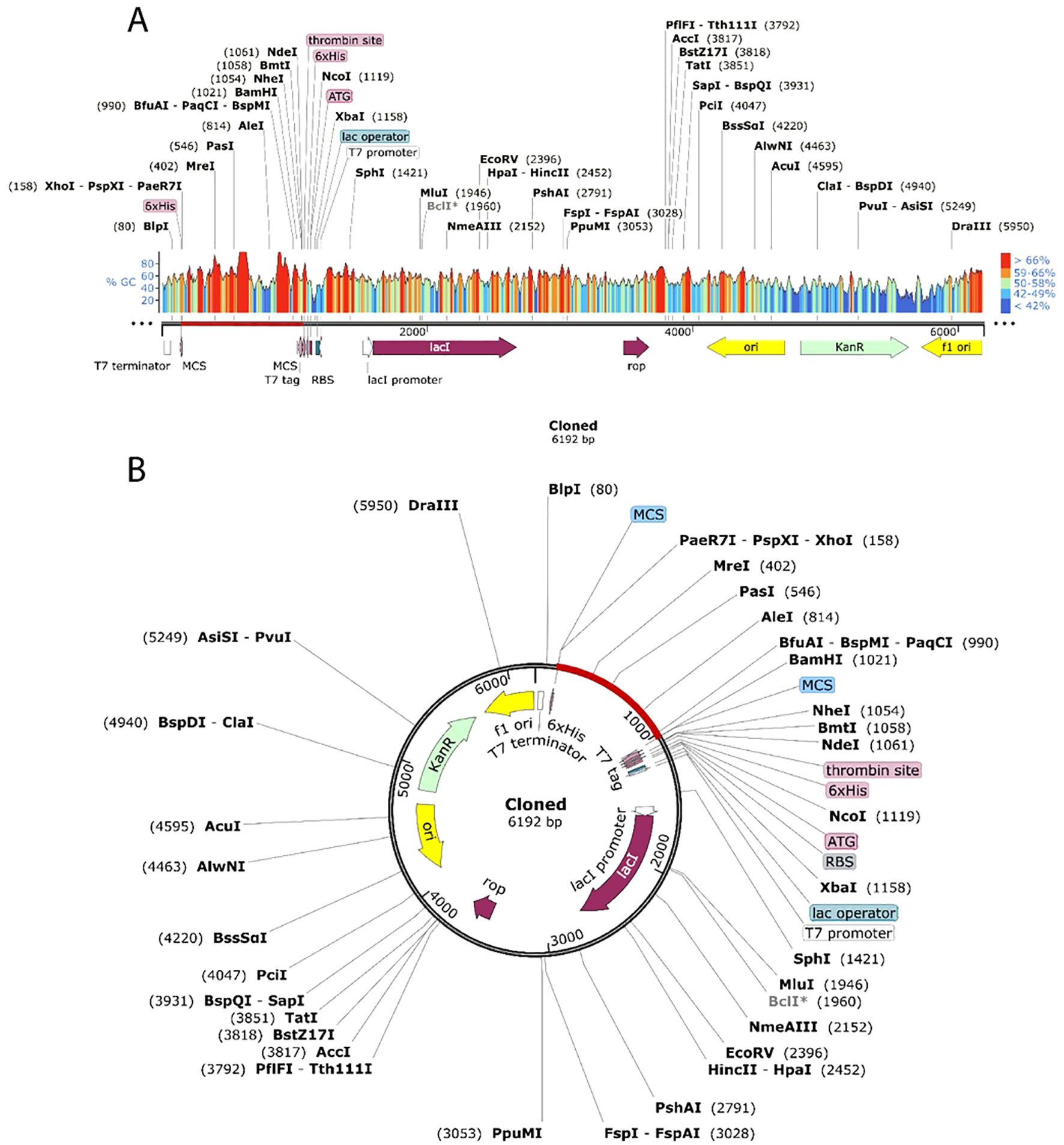 Diagram of a plasmid vector. Panel A shows a linear representation with restriction sites labeled, a GC content plot, and regions like the lac promoter, T7 promoter, and antibiotic resistance genes. Panel B shows a circular map highlighting the same elements, including cloning sites, ori, and notable restriction sites. Both panels indicate a plasmid length of six thousand one hundred ninety-two base pairs.